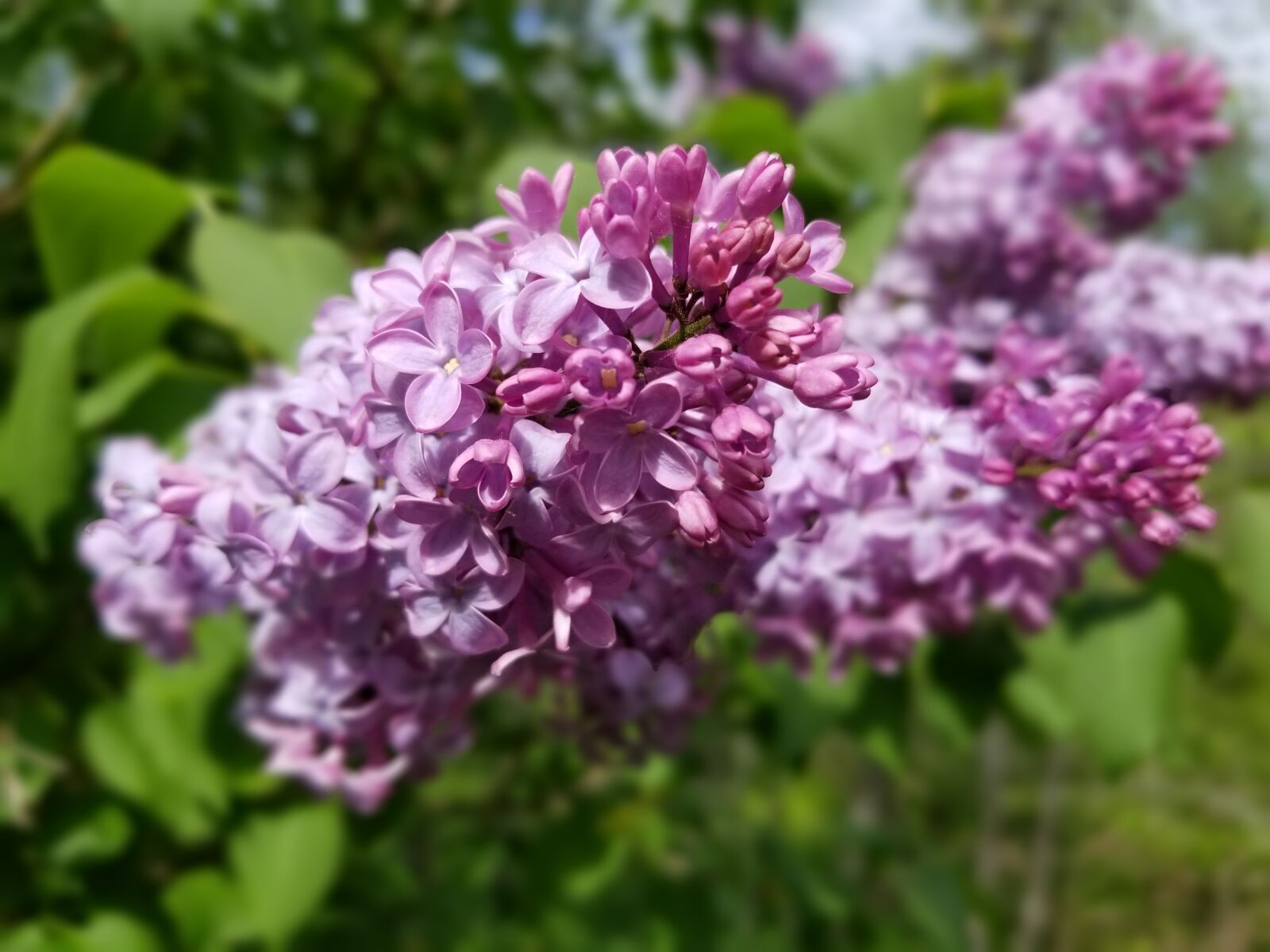 Samsung Galaxy S8+ sample photo. Lilac, lilac bush, flowers photography
