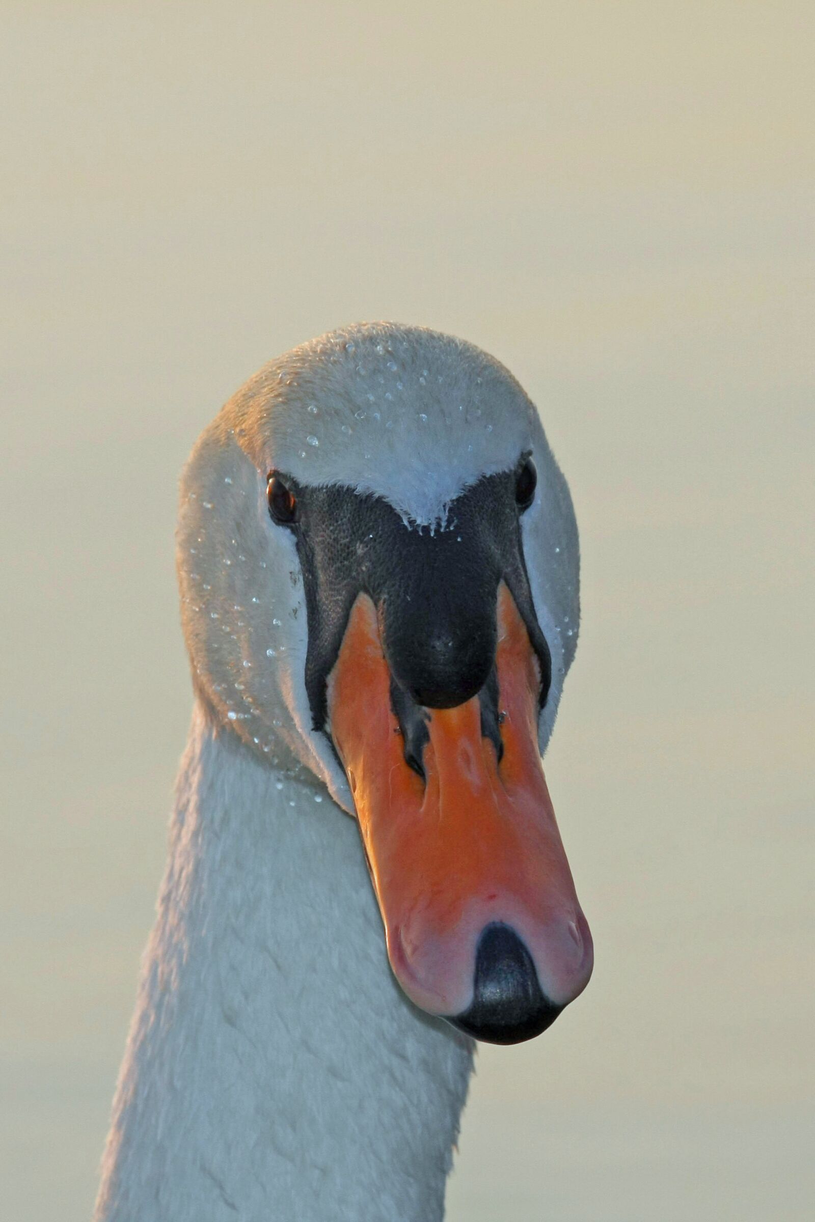 Canon EOS 40D sample photo. Bird, a, nature photography