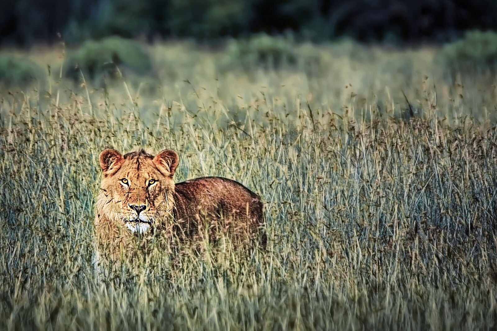 Nikon D3S sample photo. Animal, lion, safari photography