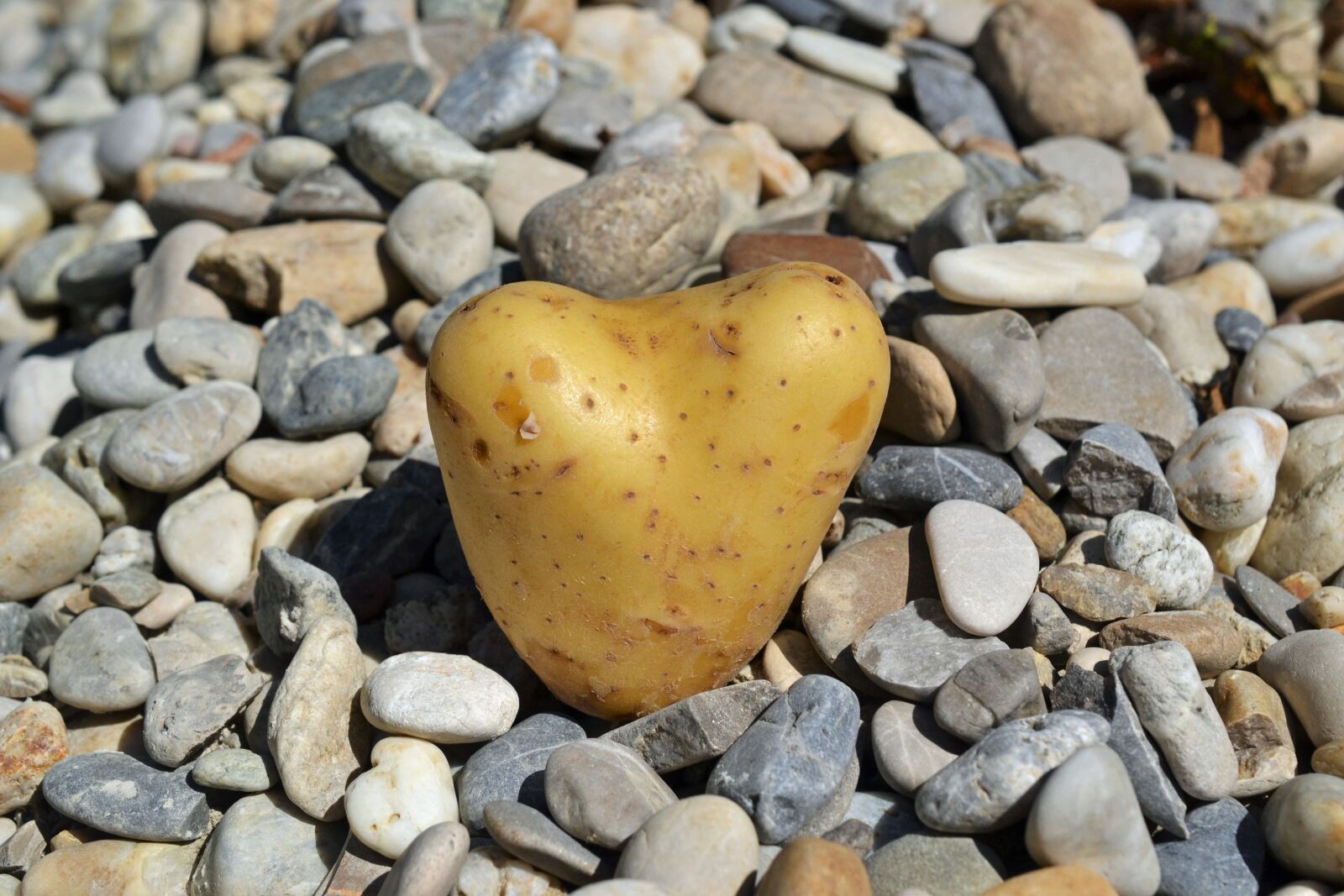 Nikon D3100 sample photo. Heart, potato, love photography