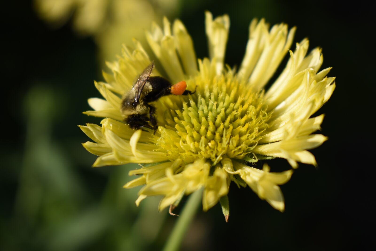 Nikon D5500 sample photo. Bee, bumble bee, yellow photography