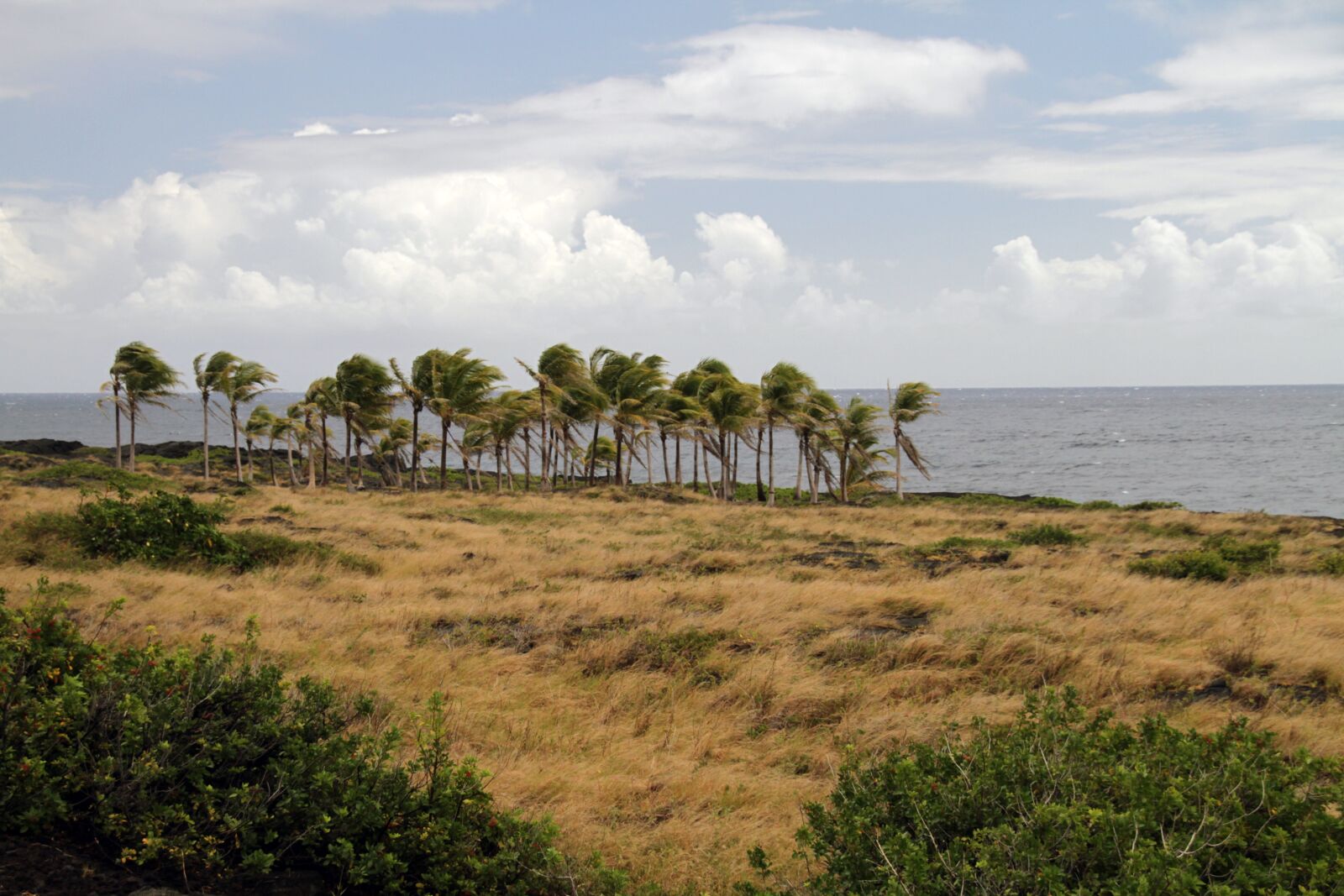 Canon EOS 7D sample photo. Palms, ocean, island photography