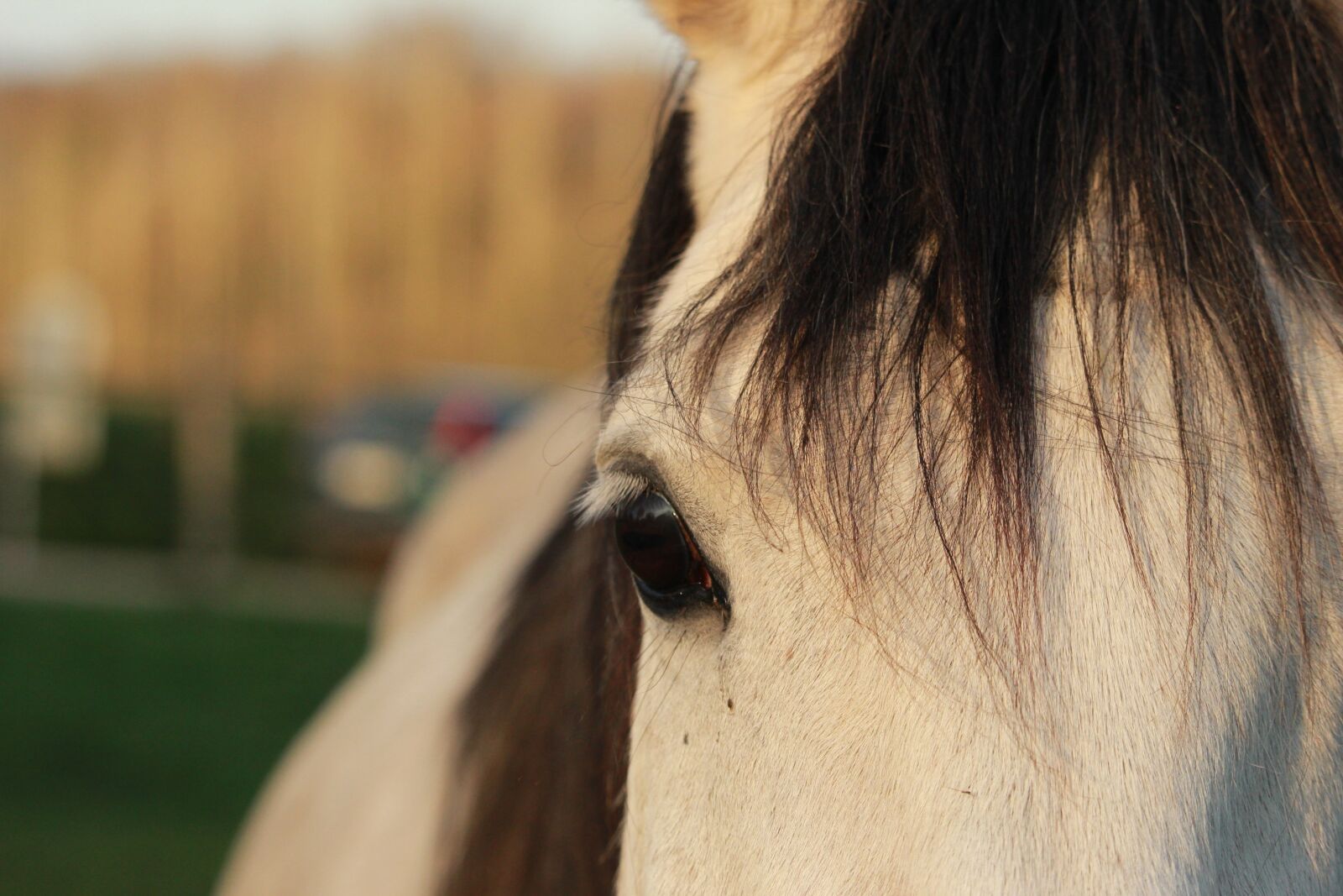 Canon EF-S 55-250mm F4-5.6 IS STM sample photo. Horse, horses, arabian horse photography