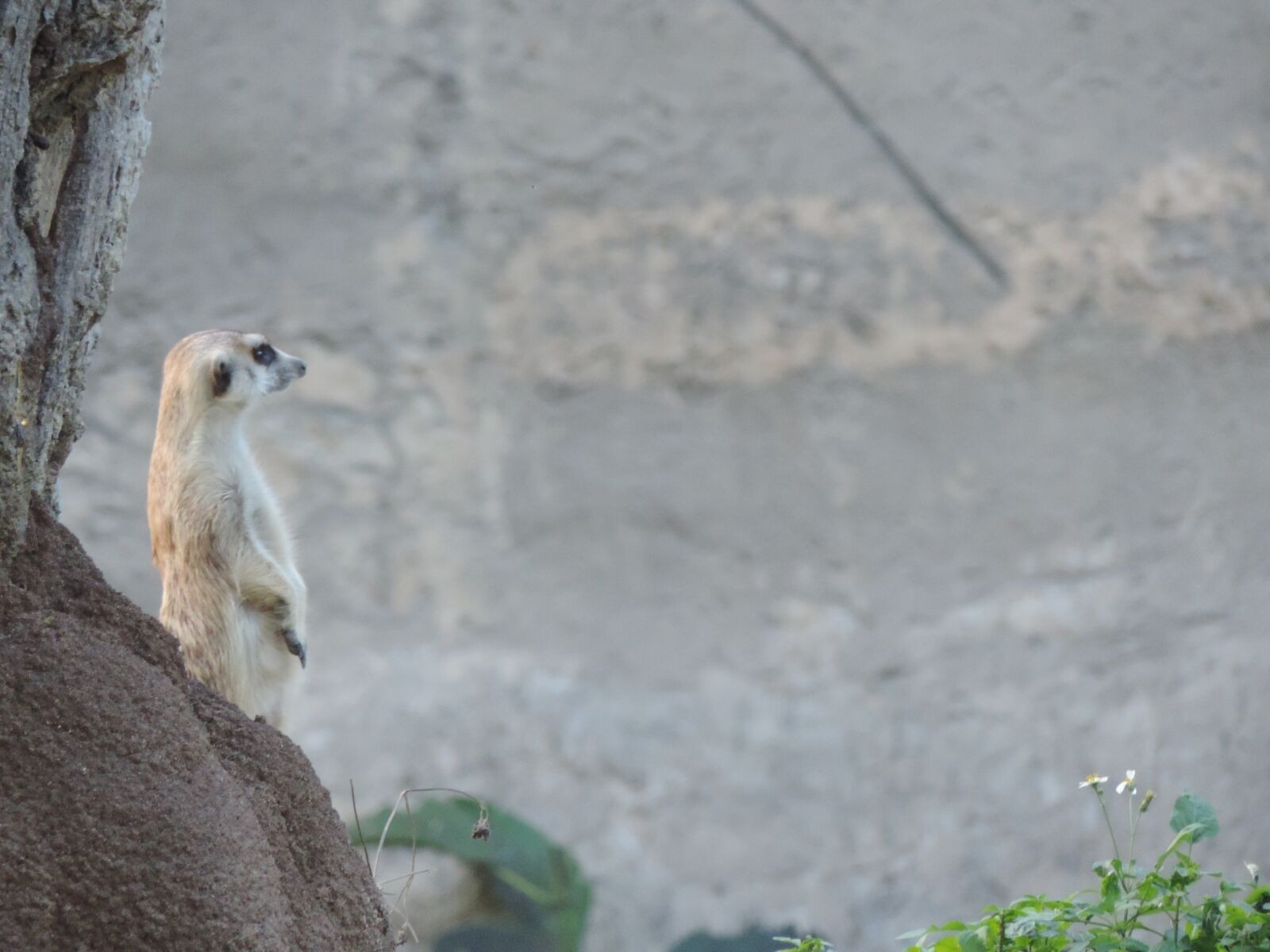 Nikon Coolpix P520 sample photo. Meerkat, watching, animal world photography