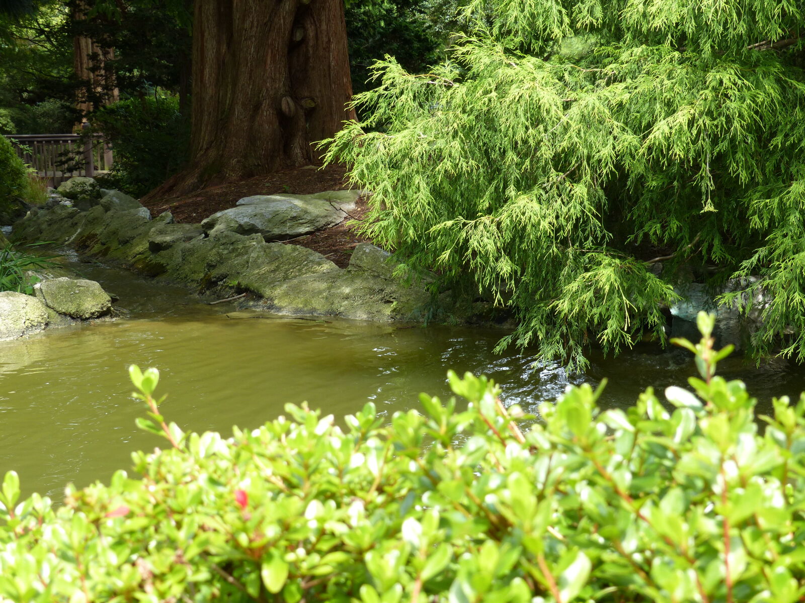 Panasonic Lumix DMC-FZ200 sample photo. Evergreen, garden, pond, nature photography
