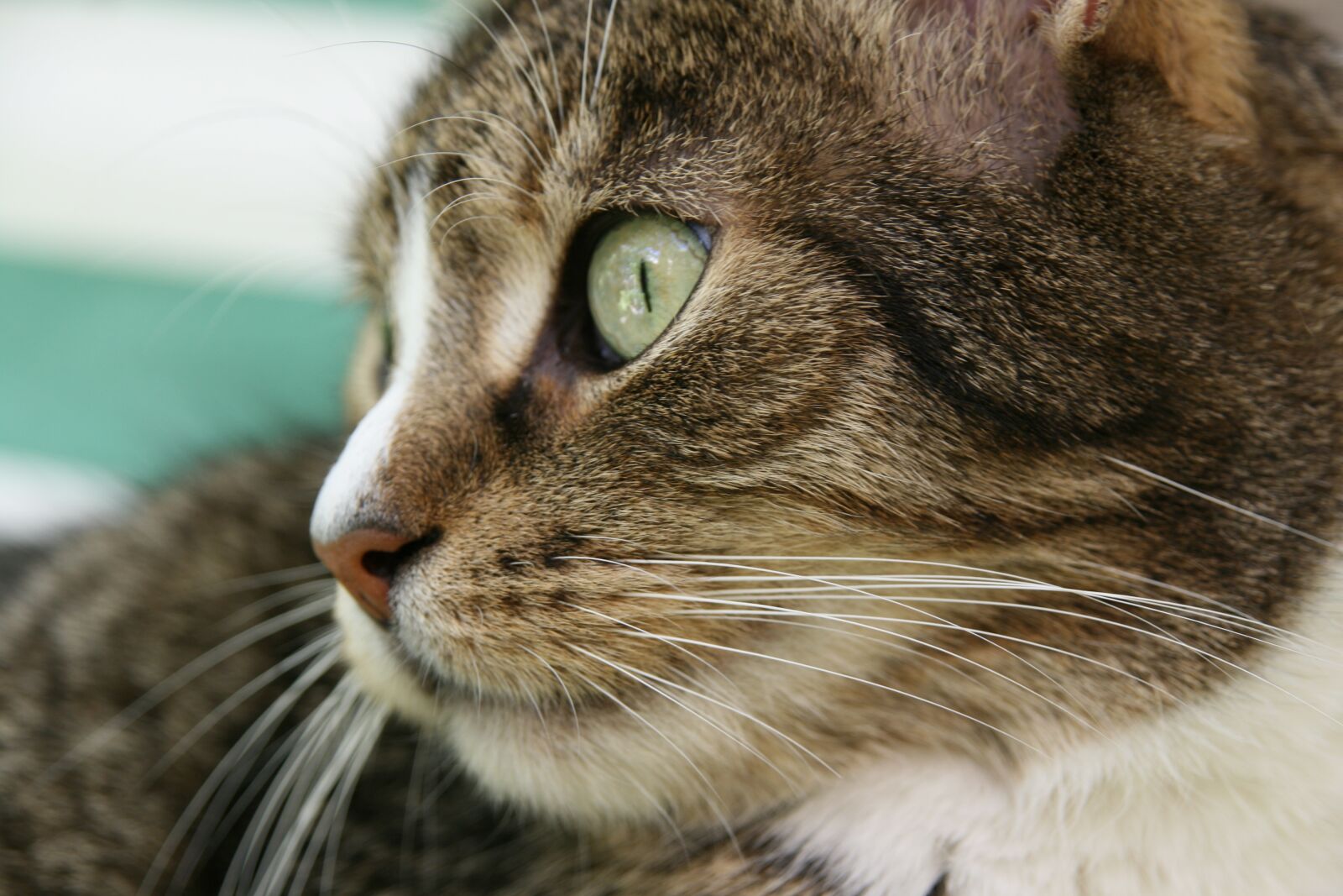 Canon EOS 400D (EOS Digital Rebel XTi / EOS Kiss Digital X) sample photo. Cat, pet, cat's eye photography