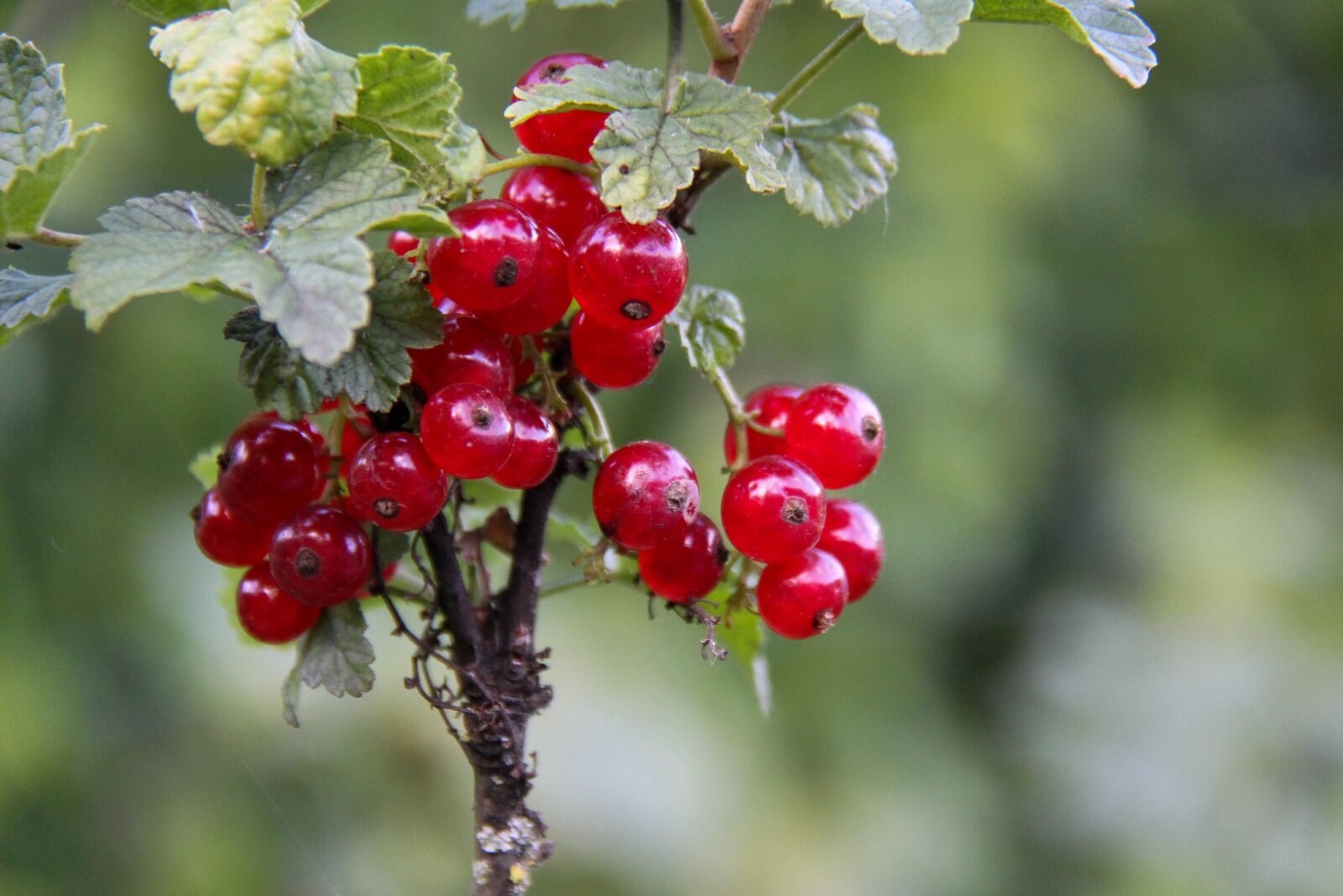 Canon EOS 7D + Canon EF-S 18-200mm F3.5-5.6 IS sample photo. Currants, fruit, red photography