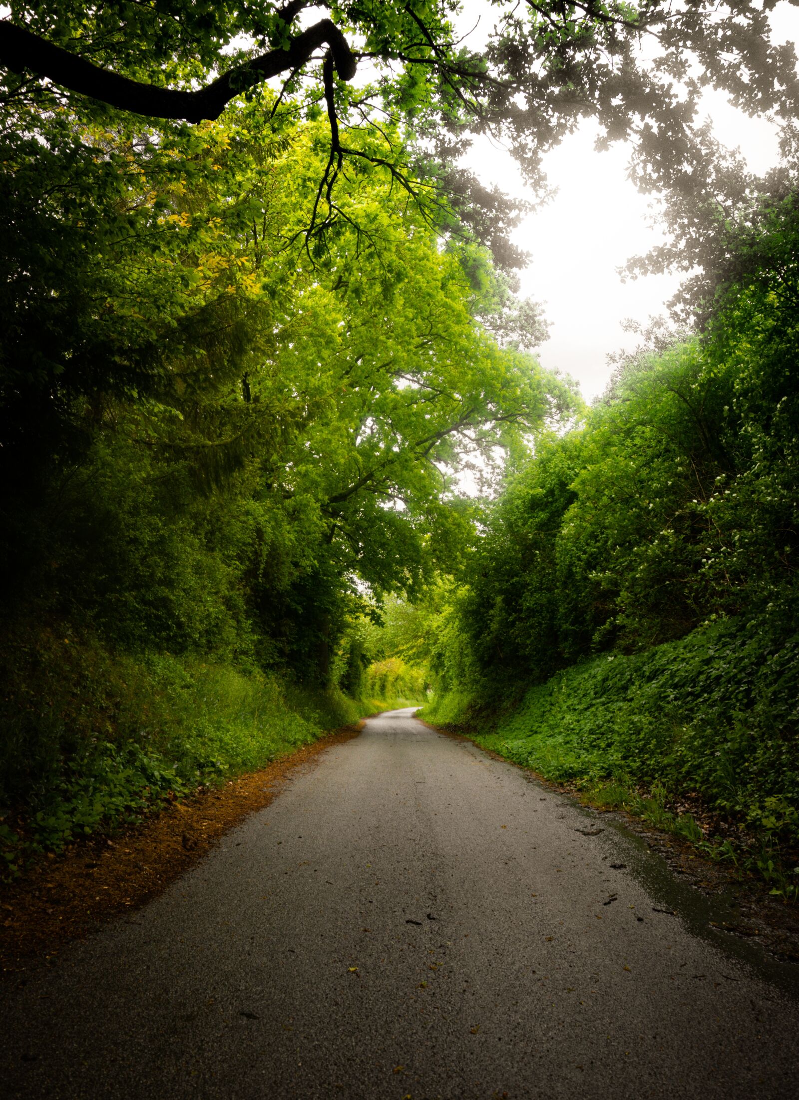 Sony a6000 sample photo. Nature, landscape, green photography