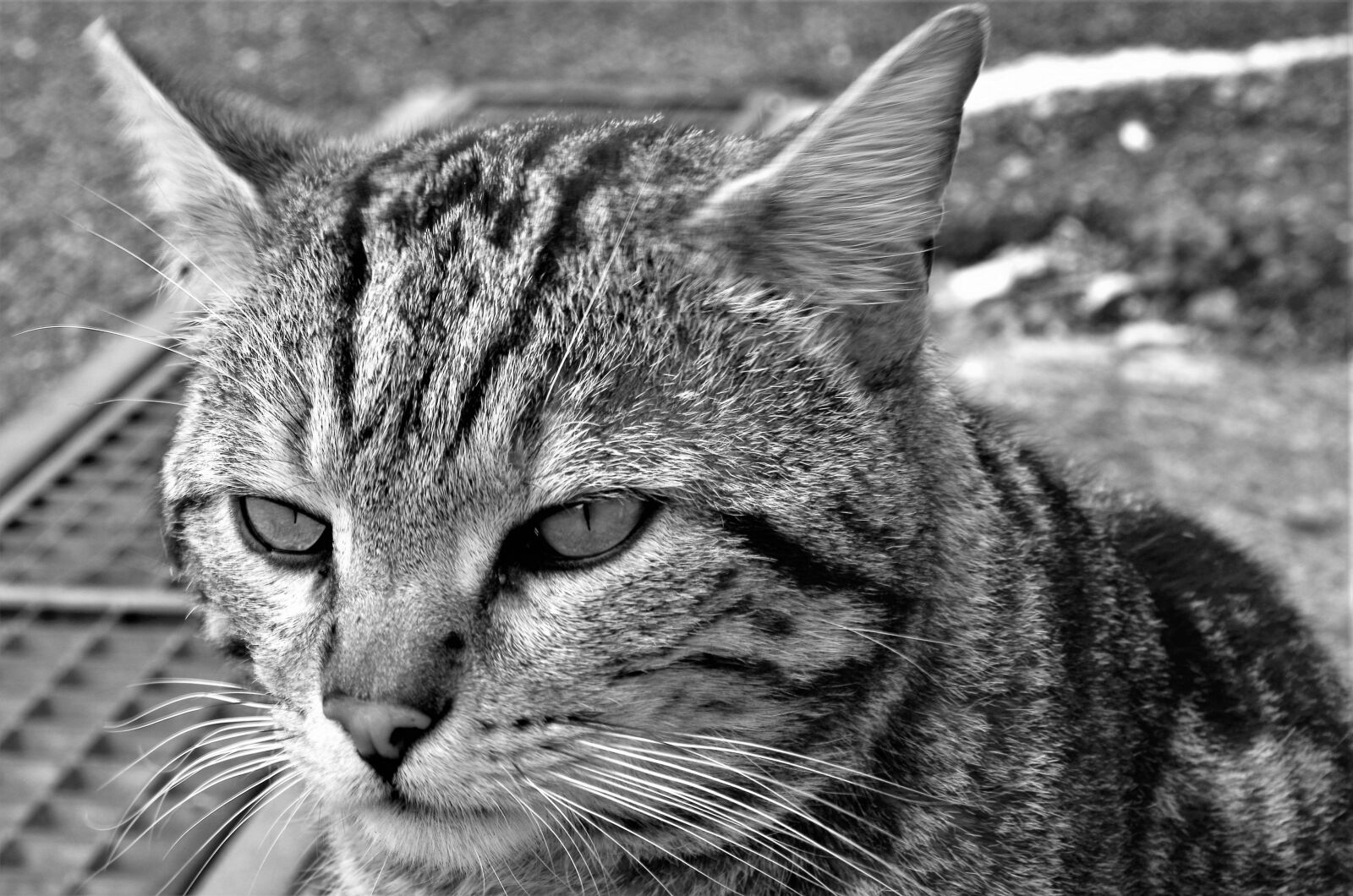 Pentax K-50 sample photo. Cat, stray cat, calico photography
