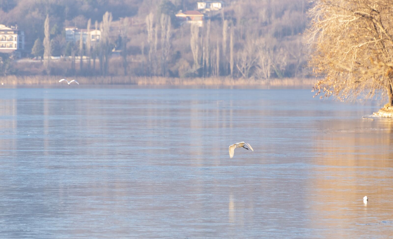 Nikon D750 sample photo. Ice, frozen, birds photography