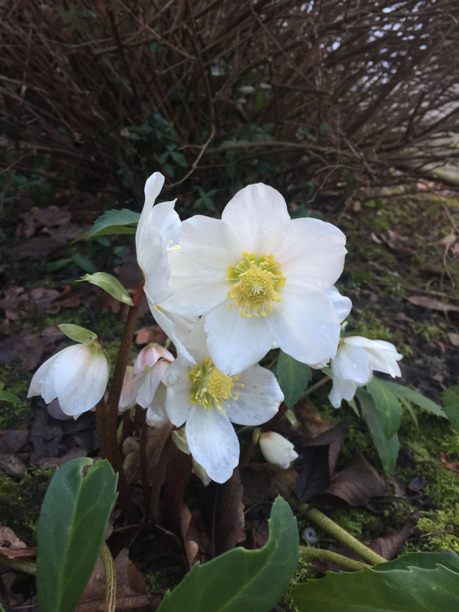 iPhone 6 Plus back camera 4.15mm f/2.2 sample photo. Flower, white, spring photography