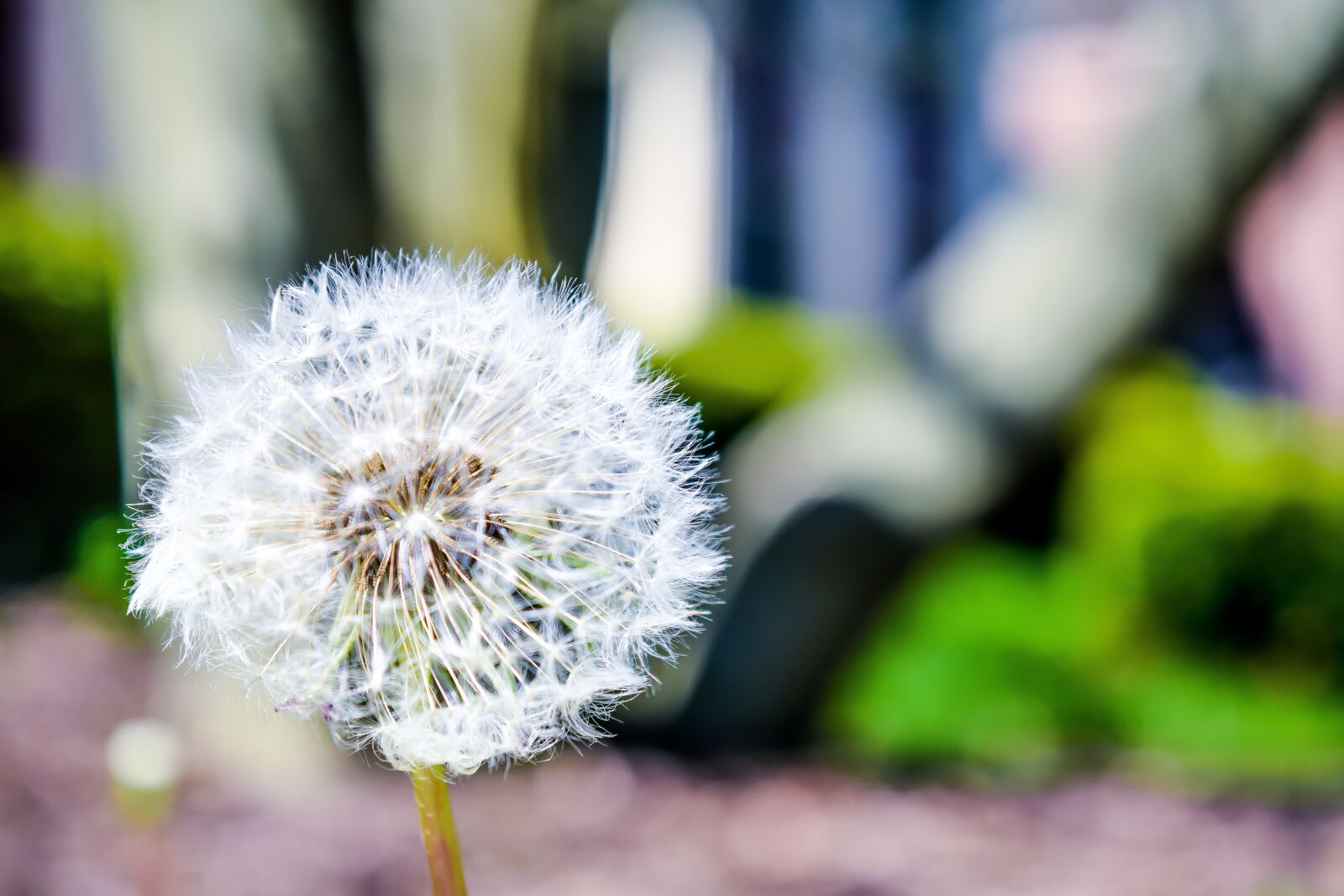 Nikon D3300 sample photo. Summer, dandelion, nature photography