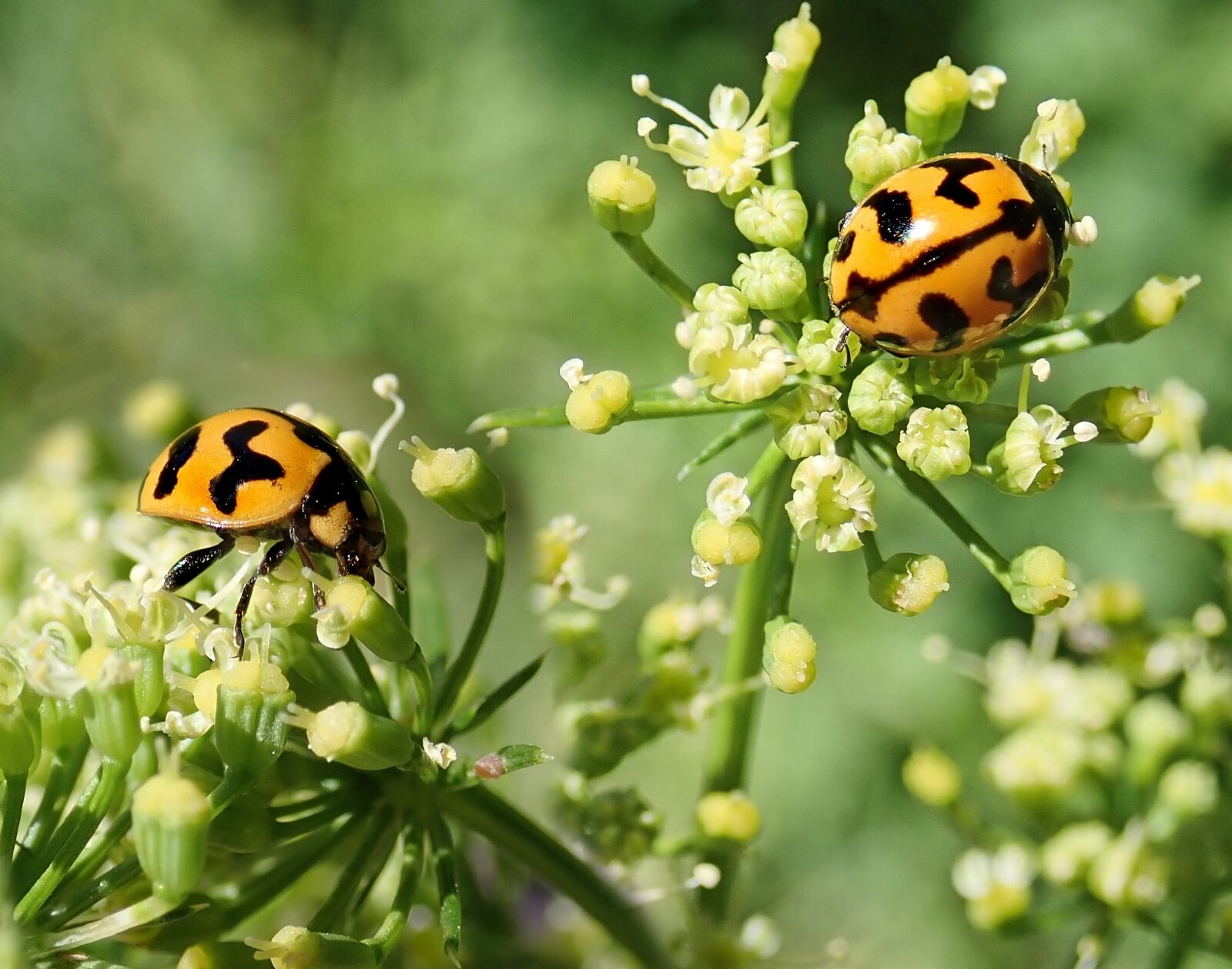 Olympus TG-5 sample photo. Insects, beetles, ladybirds photography