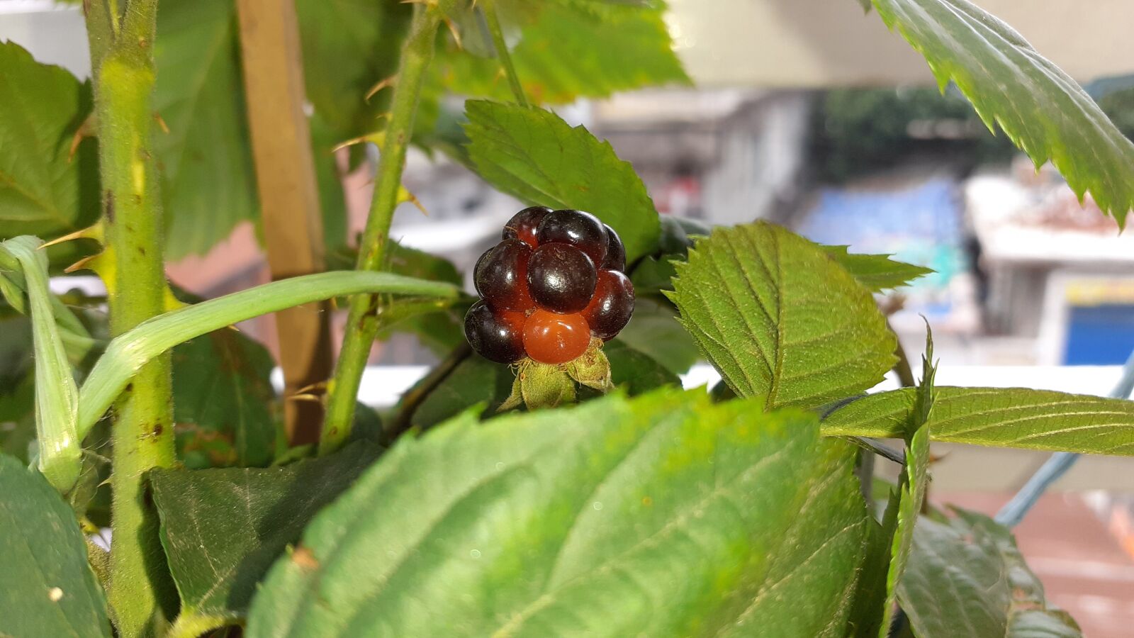 Samsung SM-A202F sample photo. Blackberry, green plants, berry photography