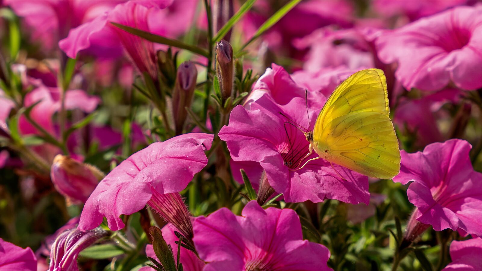 Sony a7R III sample photo. Pink flowers, yellow butterfly photography