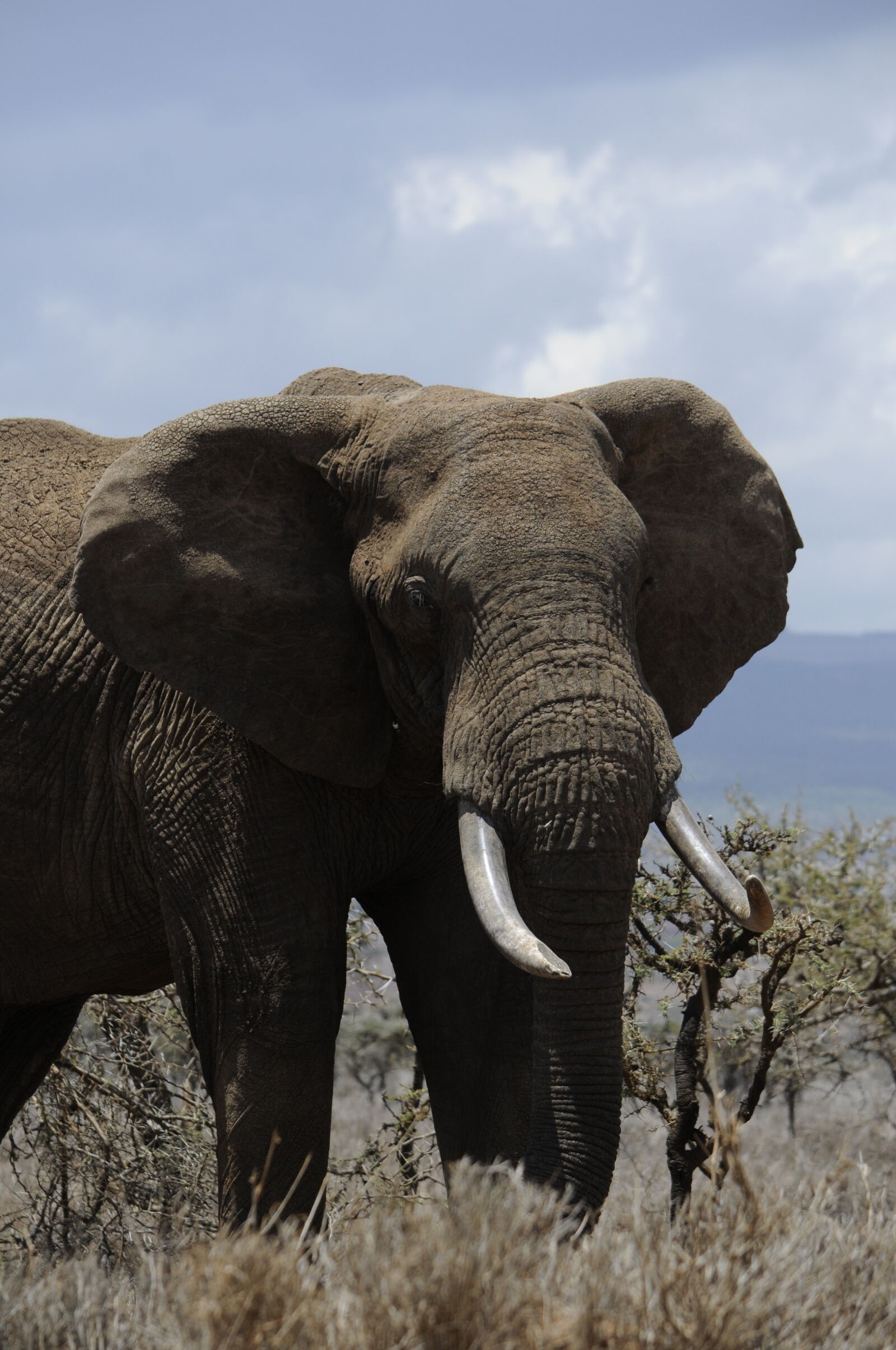 Nikon D300 sample photo. Africa, elephant, steppelandskap photography