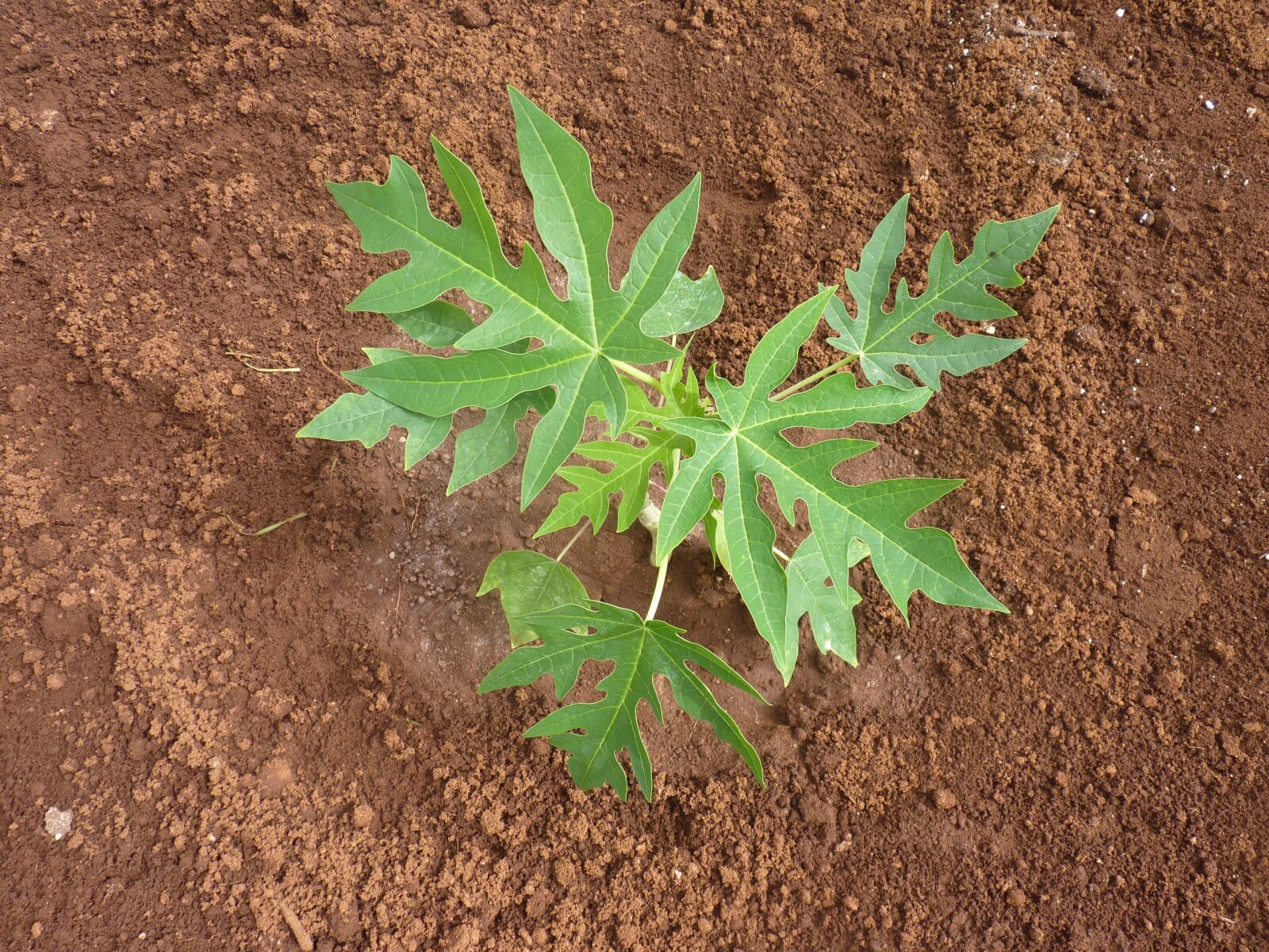 Panasonic Lumix DMC-FZ35 (Lumix DMC-FZ38) sample photo. Seedling, papaya, papaya leaves photography