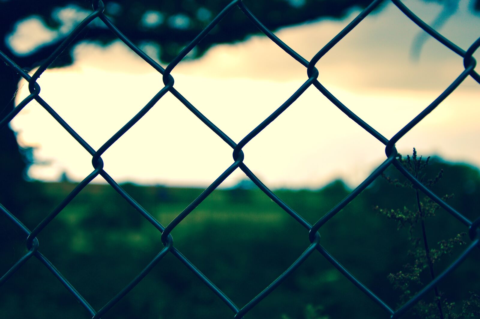 Nikon D3200 sample photo. Blurred, close, up, fence photography