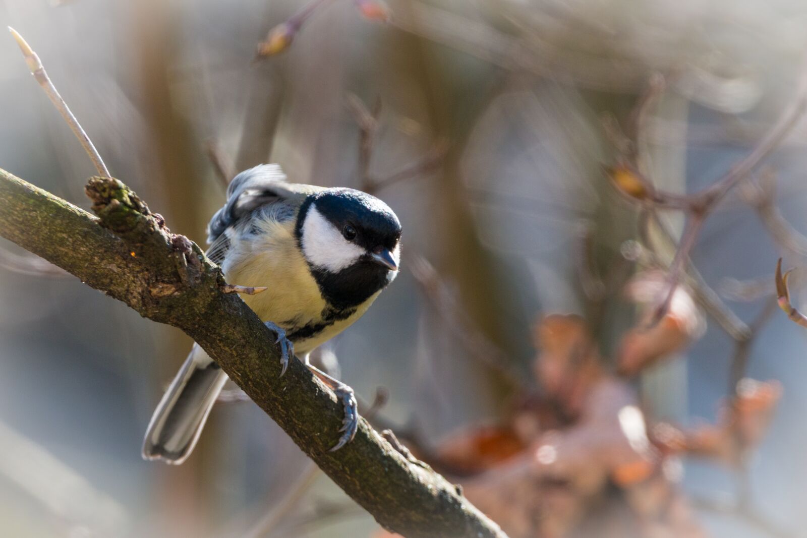 150-600mm F5-6.3 DG OS HSM | Contemporary 015 sample photo. Tit, songbird, bird photography