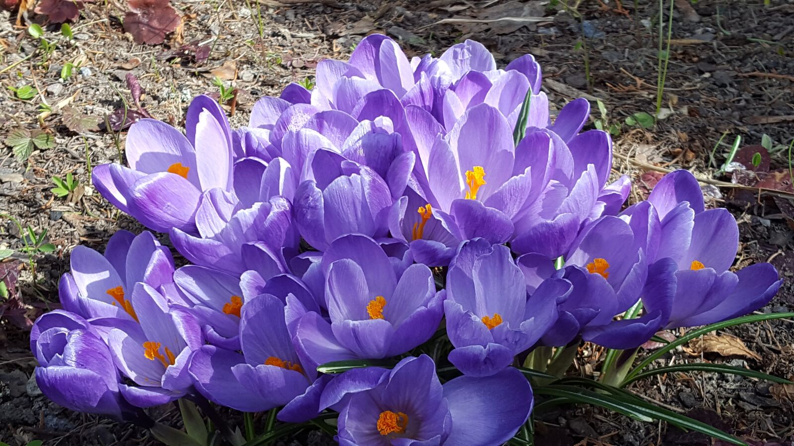 Samsung GALAXY S6 edge sample photo. Flowers, spring flowers, purple photography