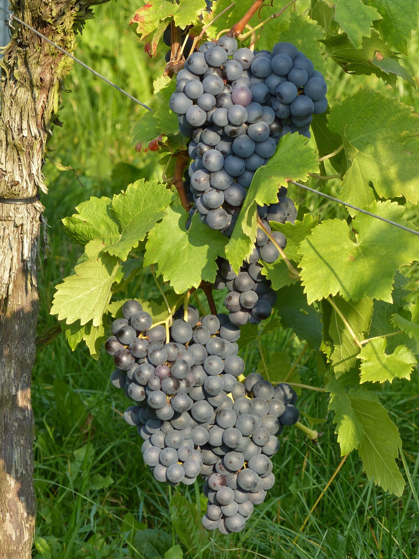 Panasonic Lumix DMC-FZ200 sample photo. Grapes, grapevine, blue photography