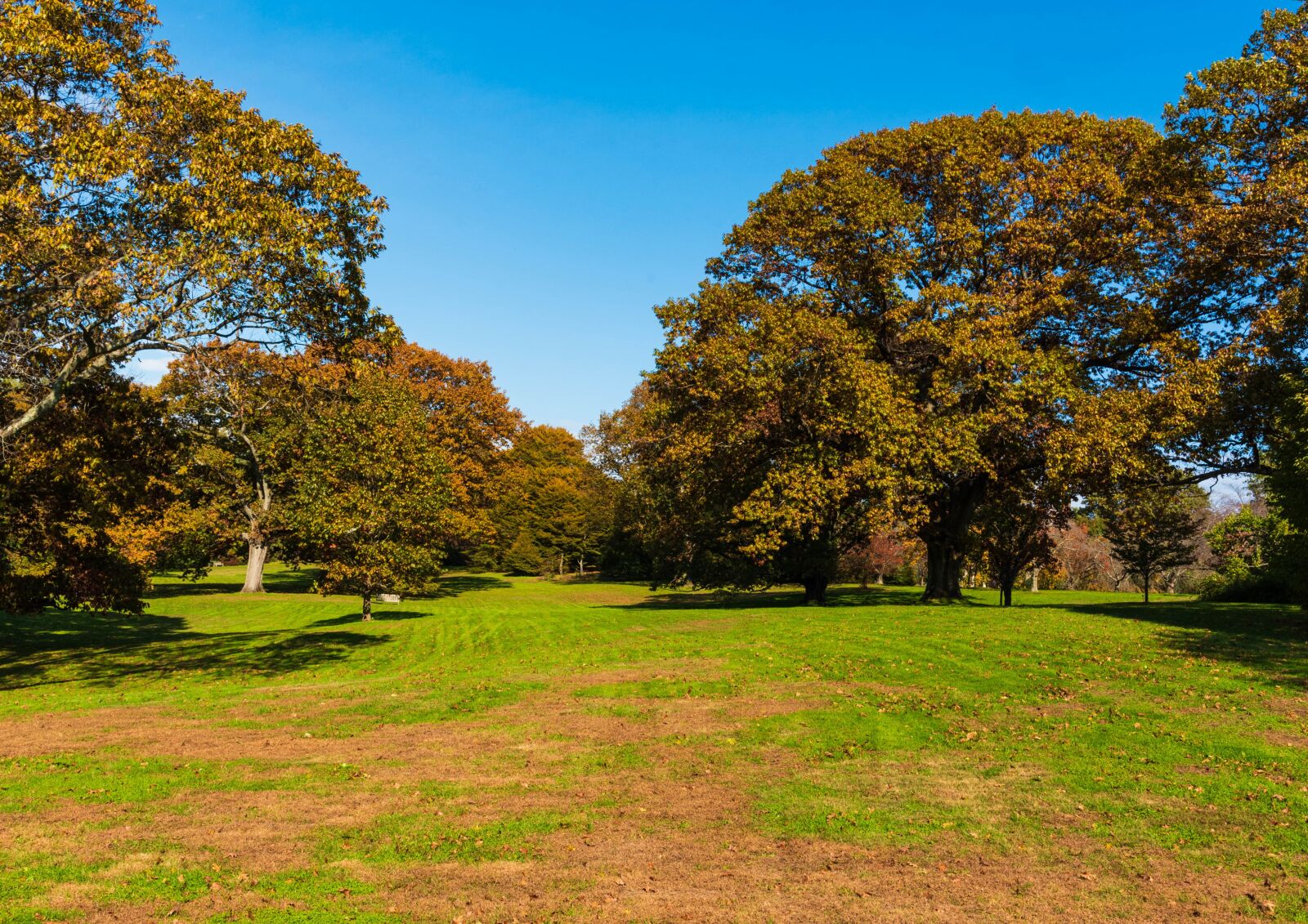 Nikon D750 sample photo. Autumn, trees, scorched photography