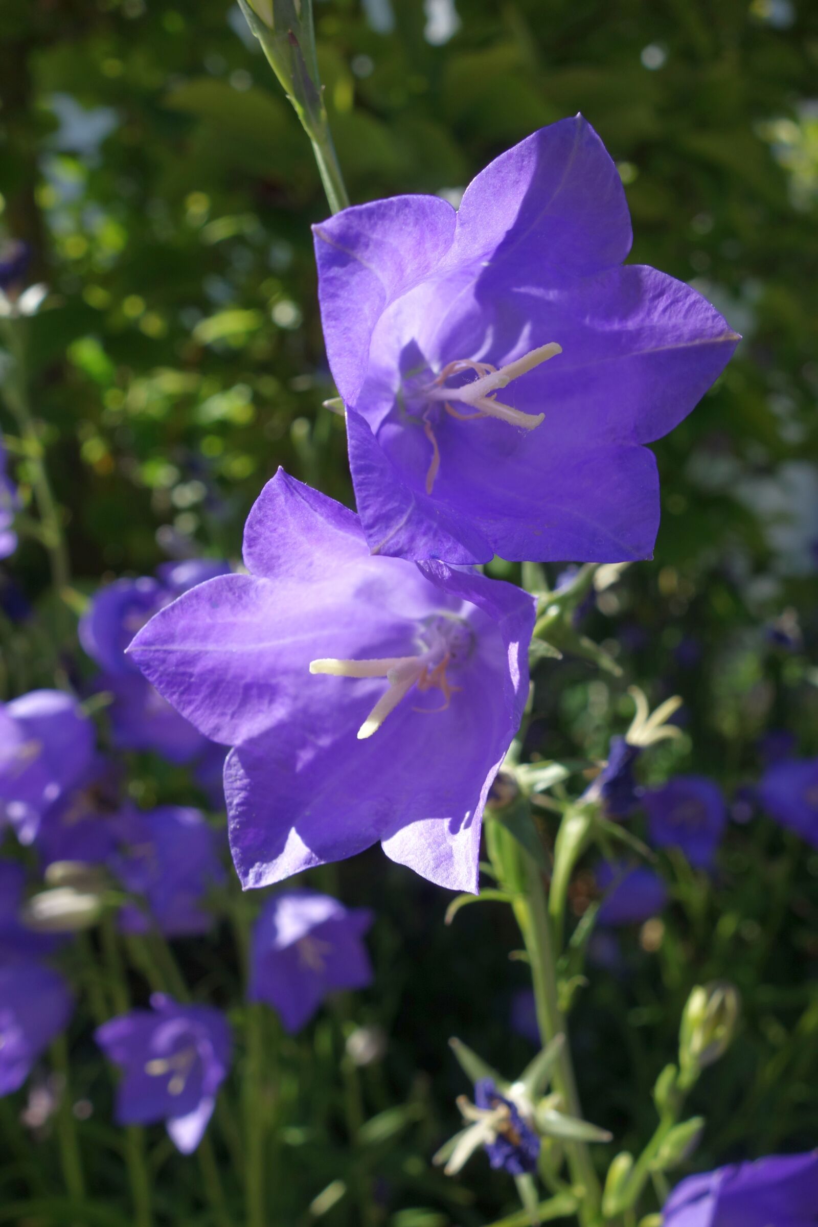 Sony Cyber-shot DSC-RX100 sample photo. Bellflower, violet, purple photography