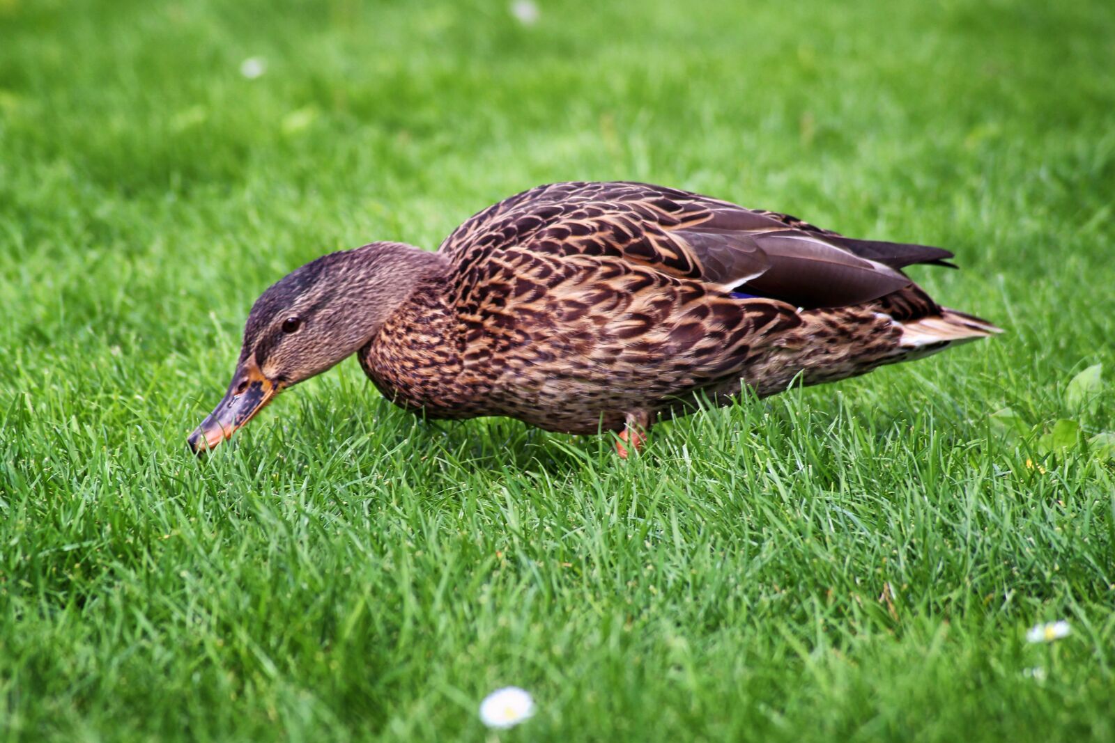 Canon EOS 600D (Rebel EOS T3i / EOS Kiss X5) sample photo. Duck, mallard, meadow photography