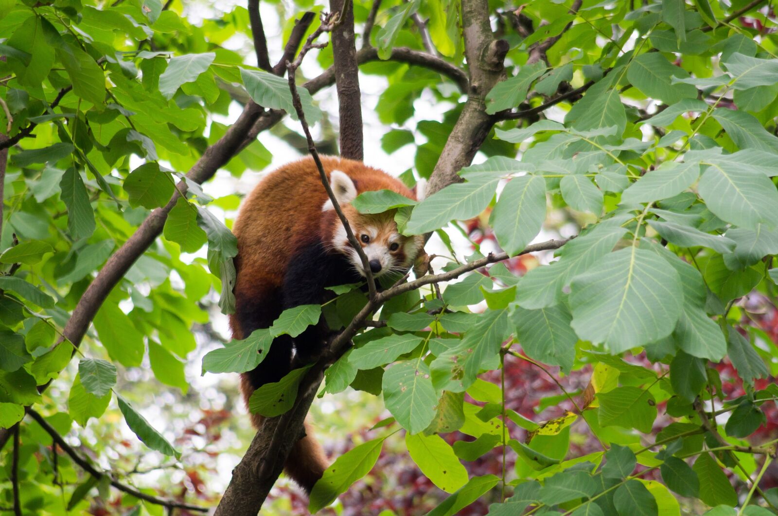Sony SLT-A37 sample photo. Lesser panda, zoo, nature photography