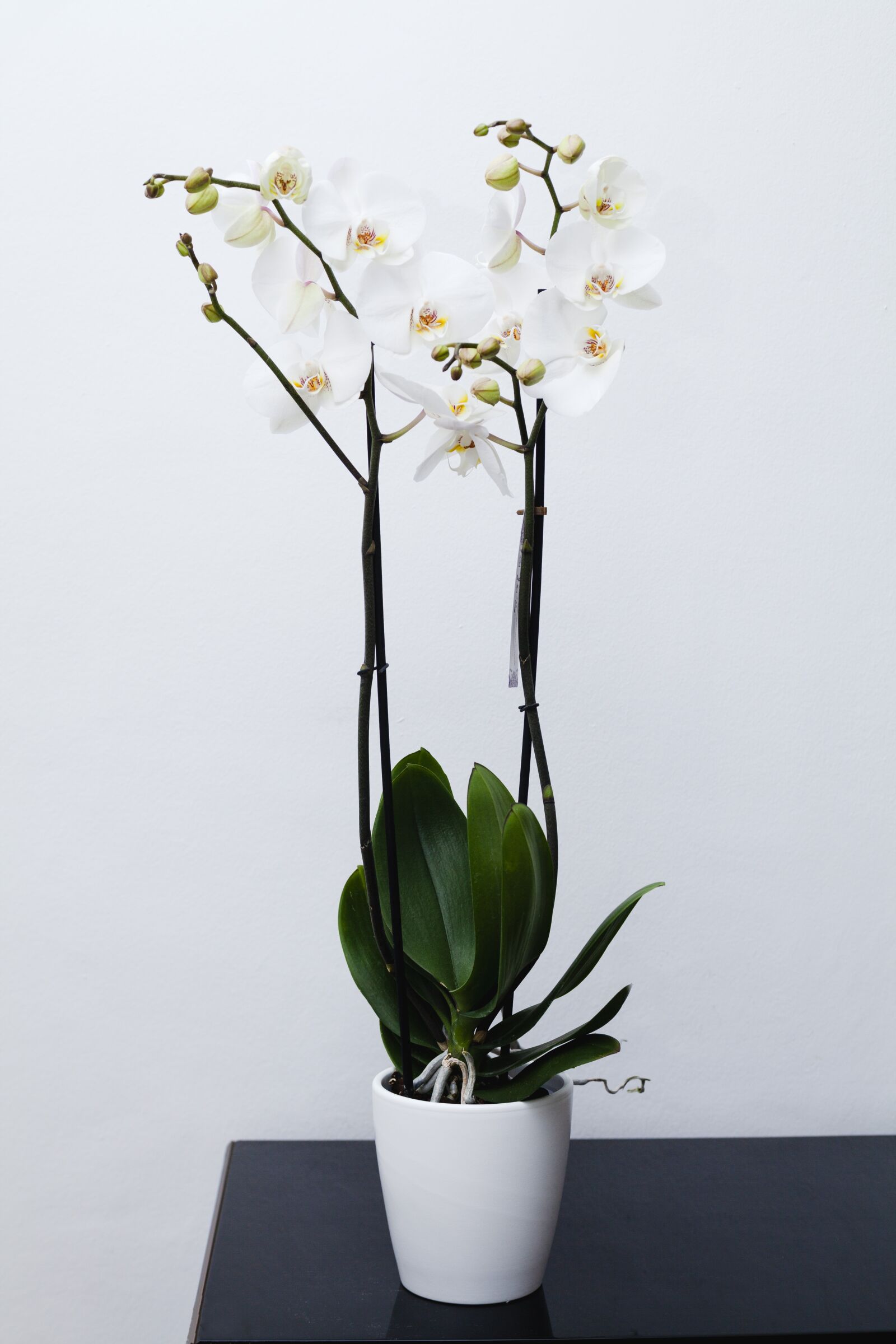 ZEISS Planar T* 50mm F1.4 sample photo. Orchid, flower, blossom photography