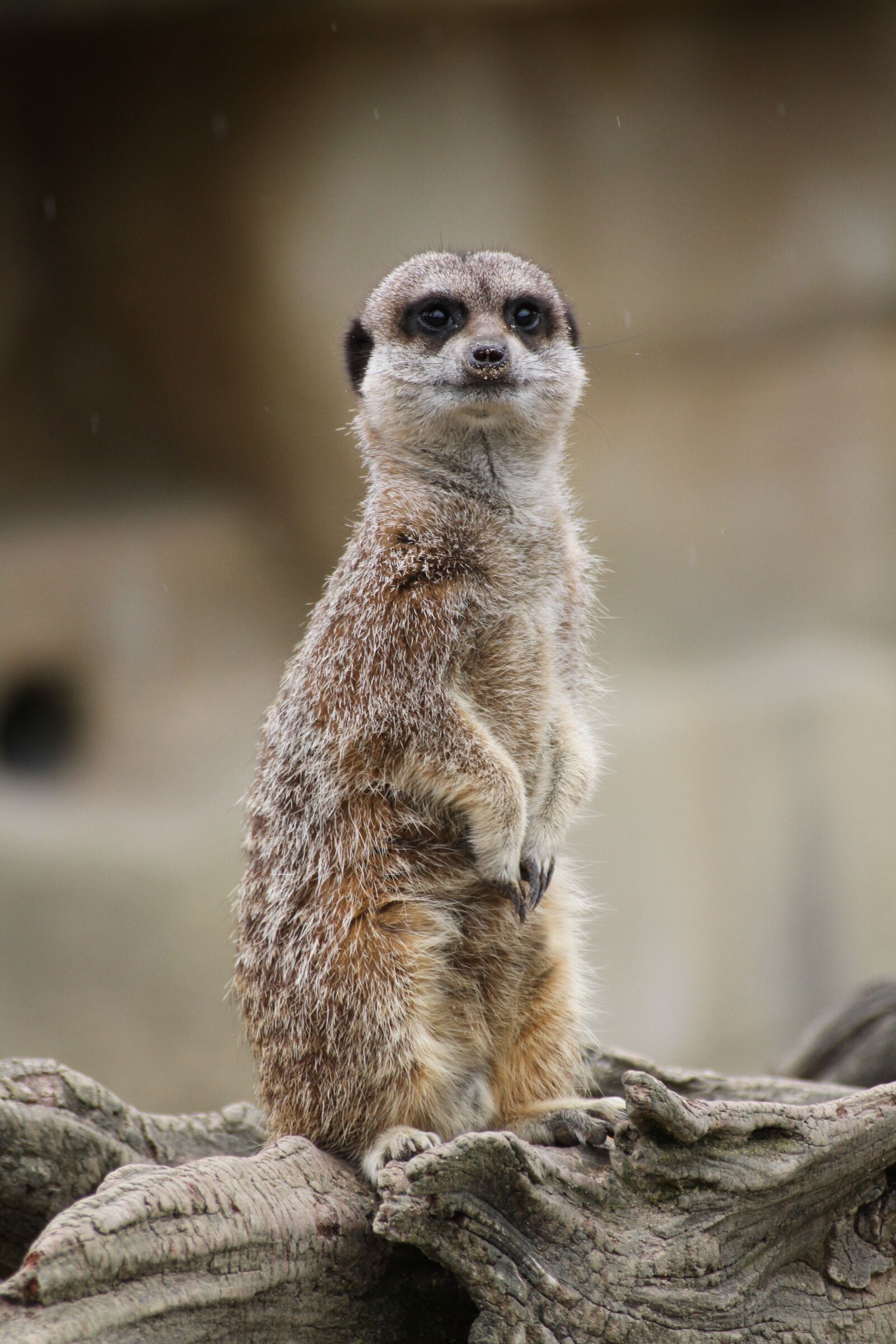 Canon EOS 7D sample photo. Wildlife, meerkat, mammal photography