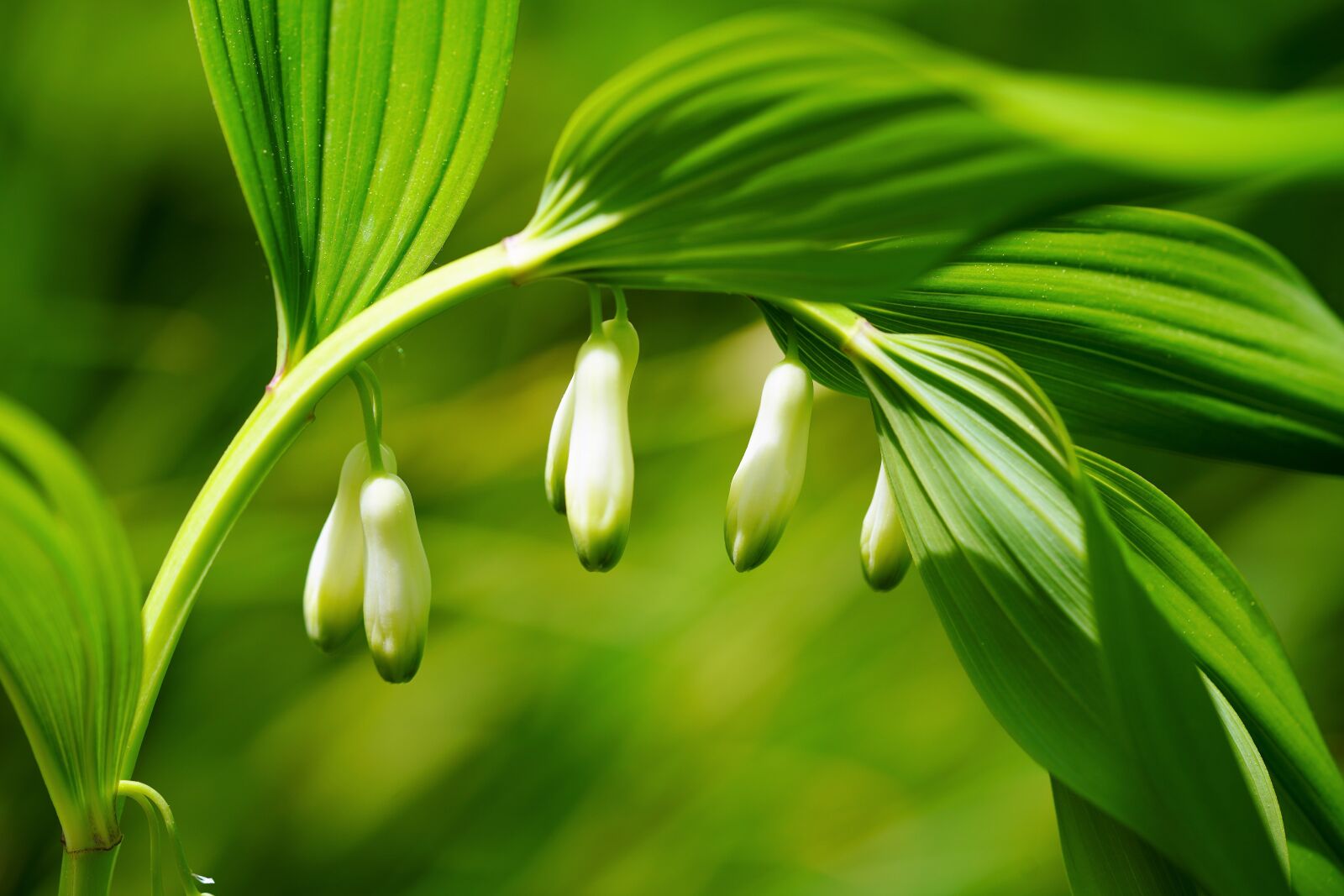 Sony a7R III + Sony FE 90mm F2.8 Macro G OSS sample photo. Flower, nature, spring photography