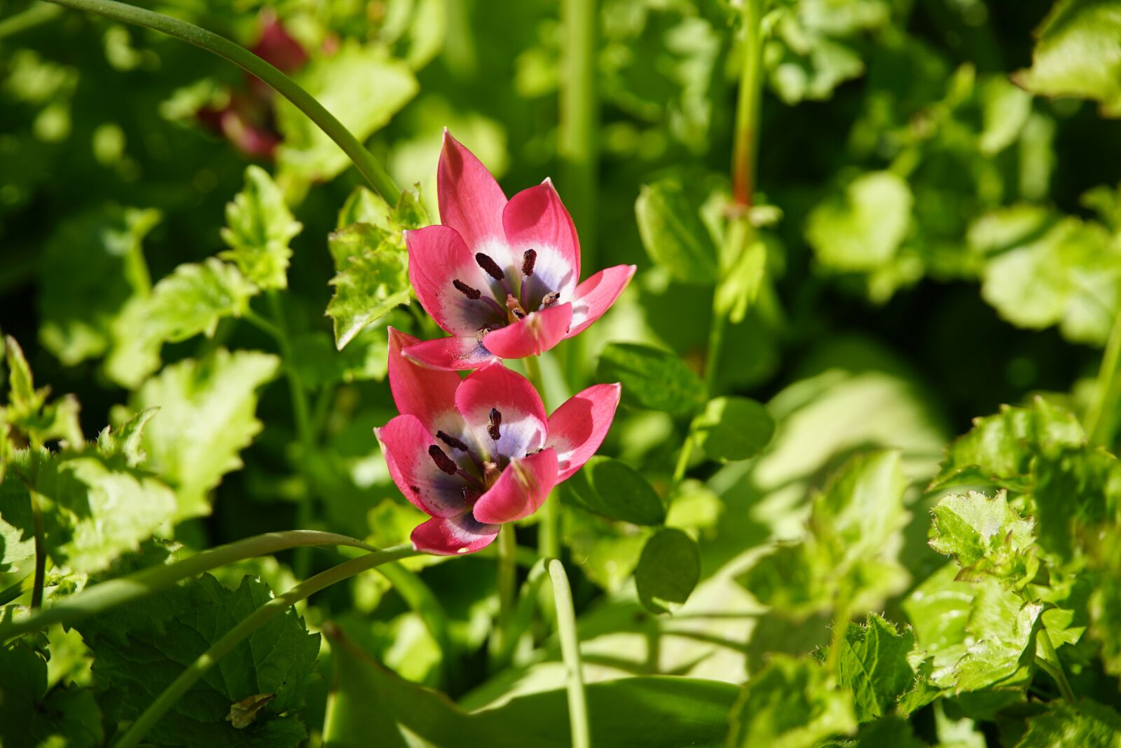 Sony a7R II + Sony E PZ 18-105mm F4 G OSS sample photo. Wildflower, tulips, red photography