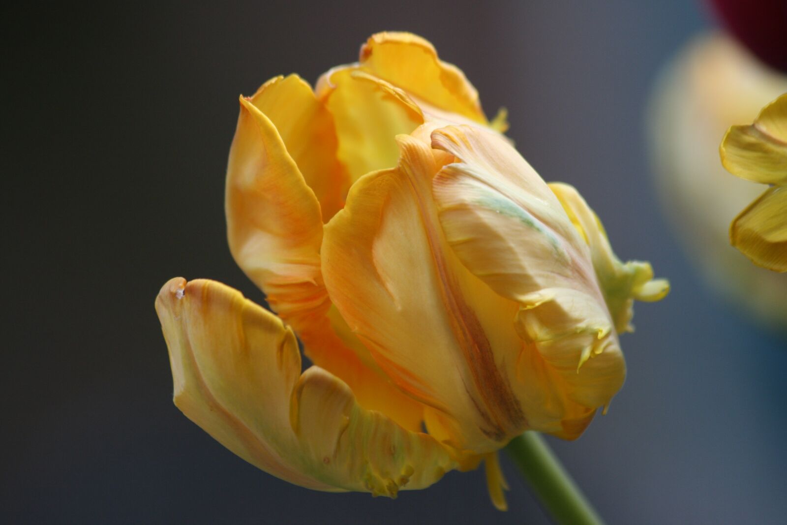 Canon EOS 400D (EOS Digital Rebel XTi / EOS Kiss Digital X) sample photo. Tulip, spring, yellow photography