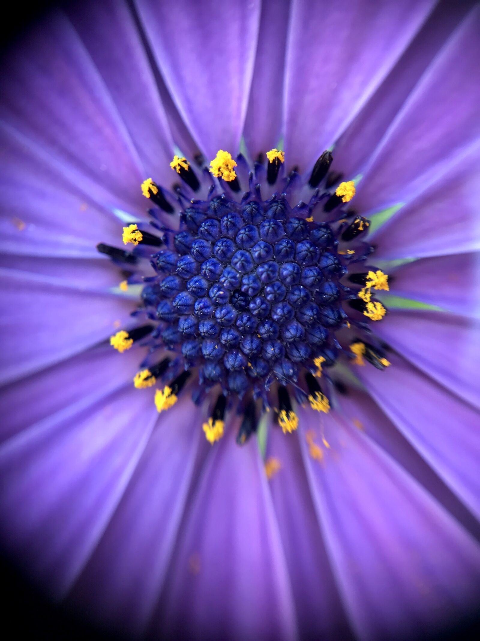 iPhone 7 Plus back dual camera 3.99mm f/1.8 sample photo. Flower, purple, nature photography