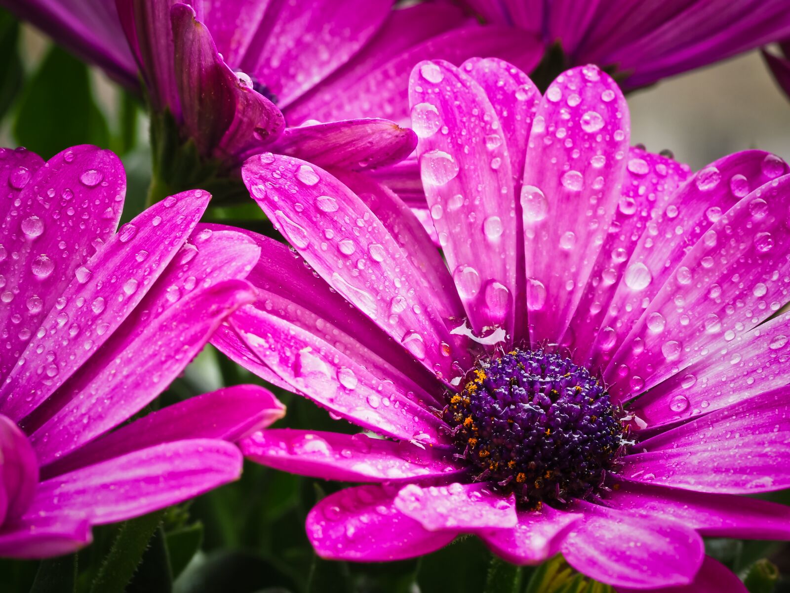 Olympus OM-D E-M10 sample photo. Cape basket, flower, composites photography