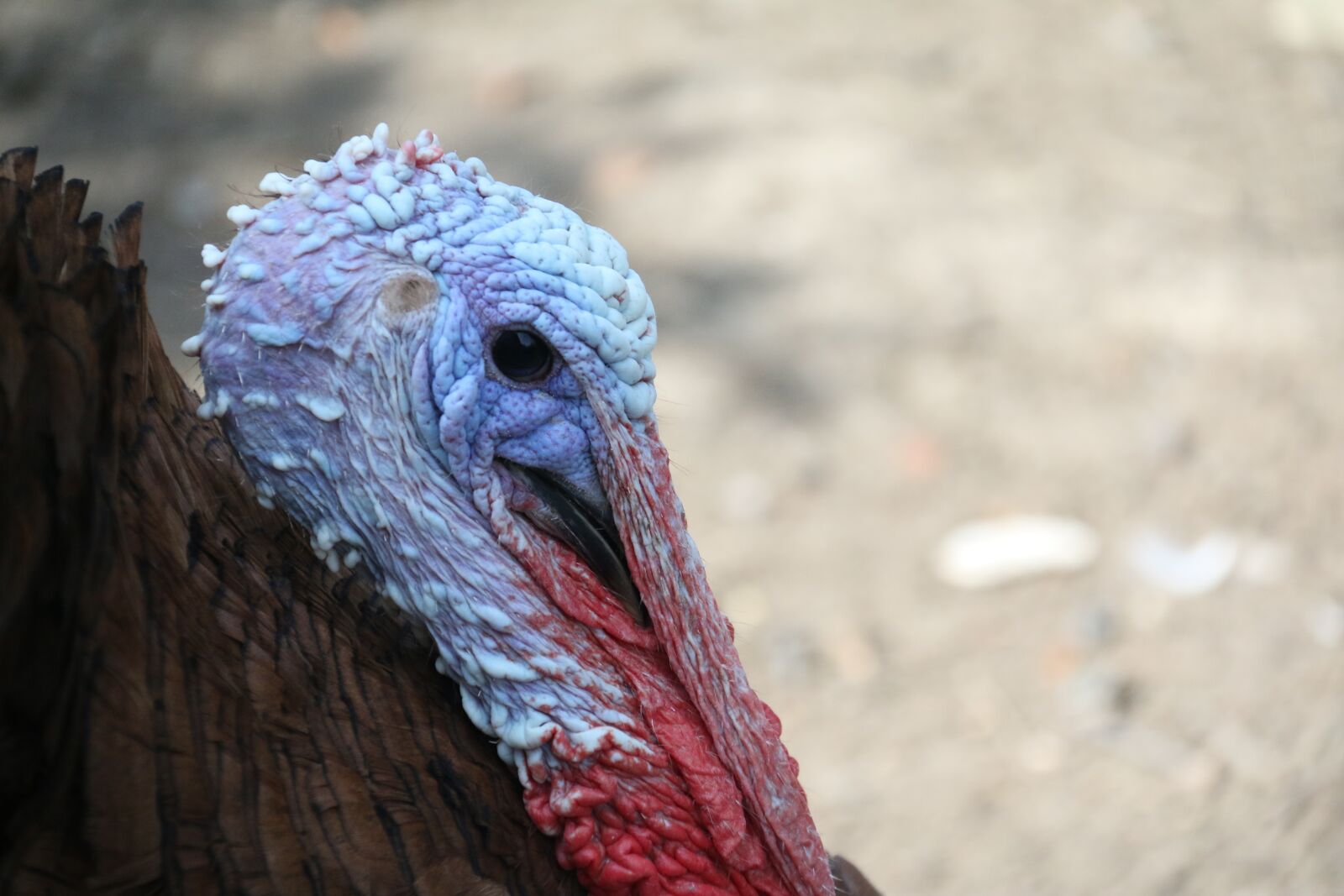 Canon EF-S 18-200mm F3.5-5.6 IS sample photo. Turkey, bird, backyard photography