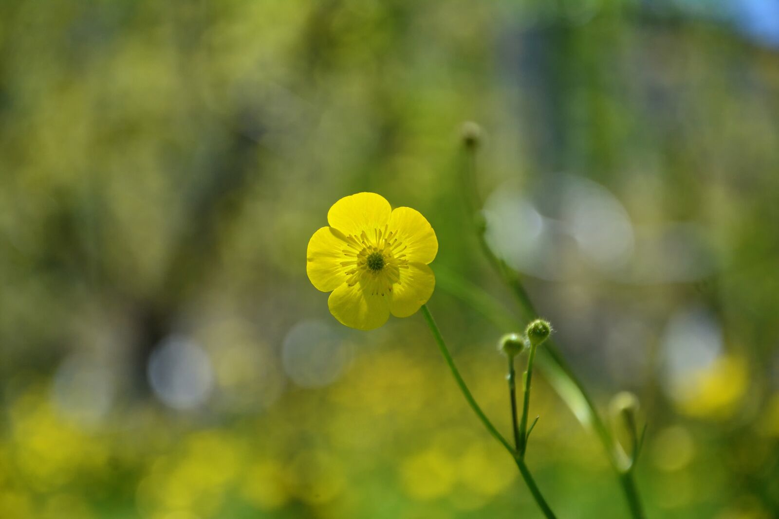 Nikon D7100 sample photo. Flower, plant, nature photography