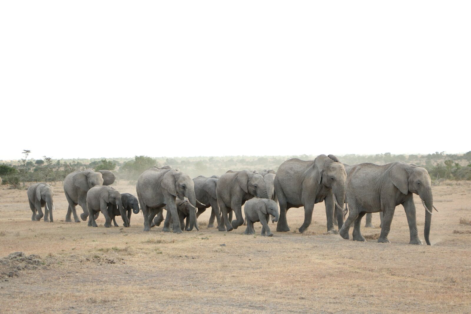 Canon EOS 760D (EOS Rebel T6s / EOS 8000D) sample photo. Elephant, mammal, wildlife photography