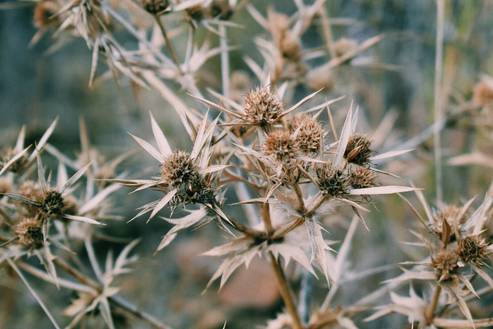 Nikon D5300 sample photo. Nature, plant, scratchy photography