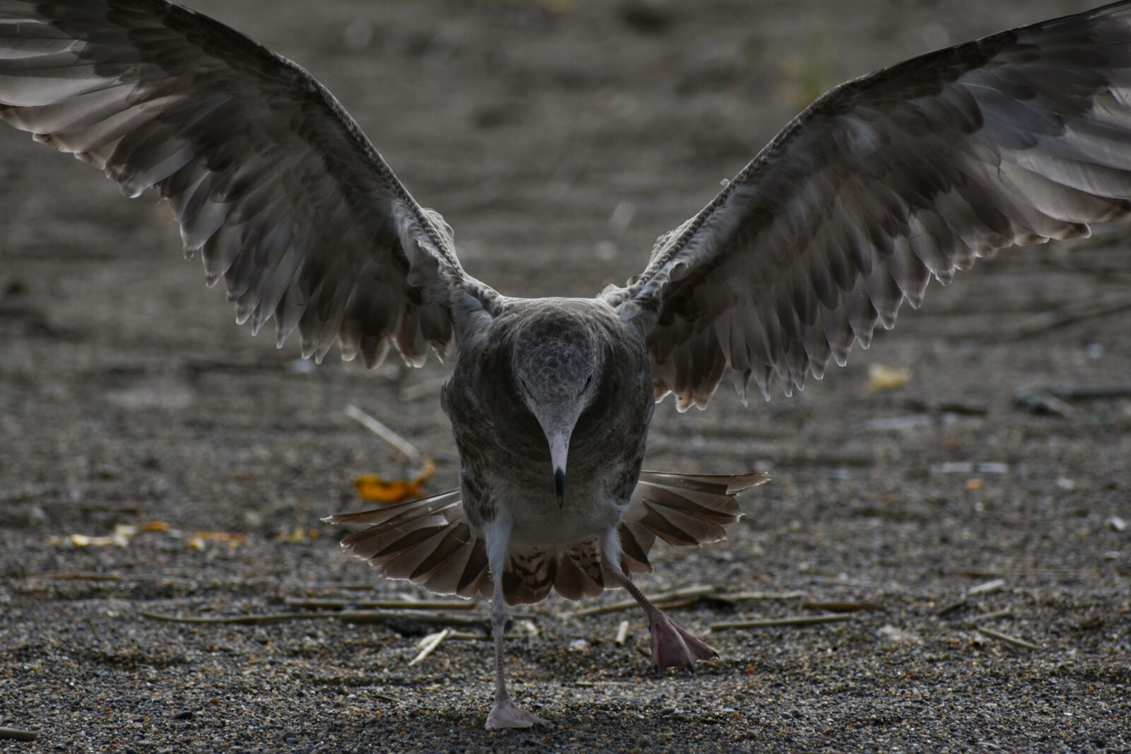 Nikon D7200 sample photo. Animal, sea, beach photography