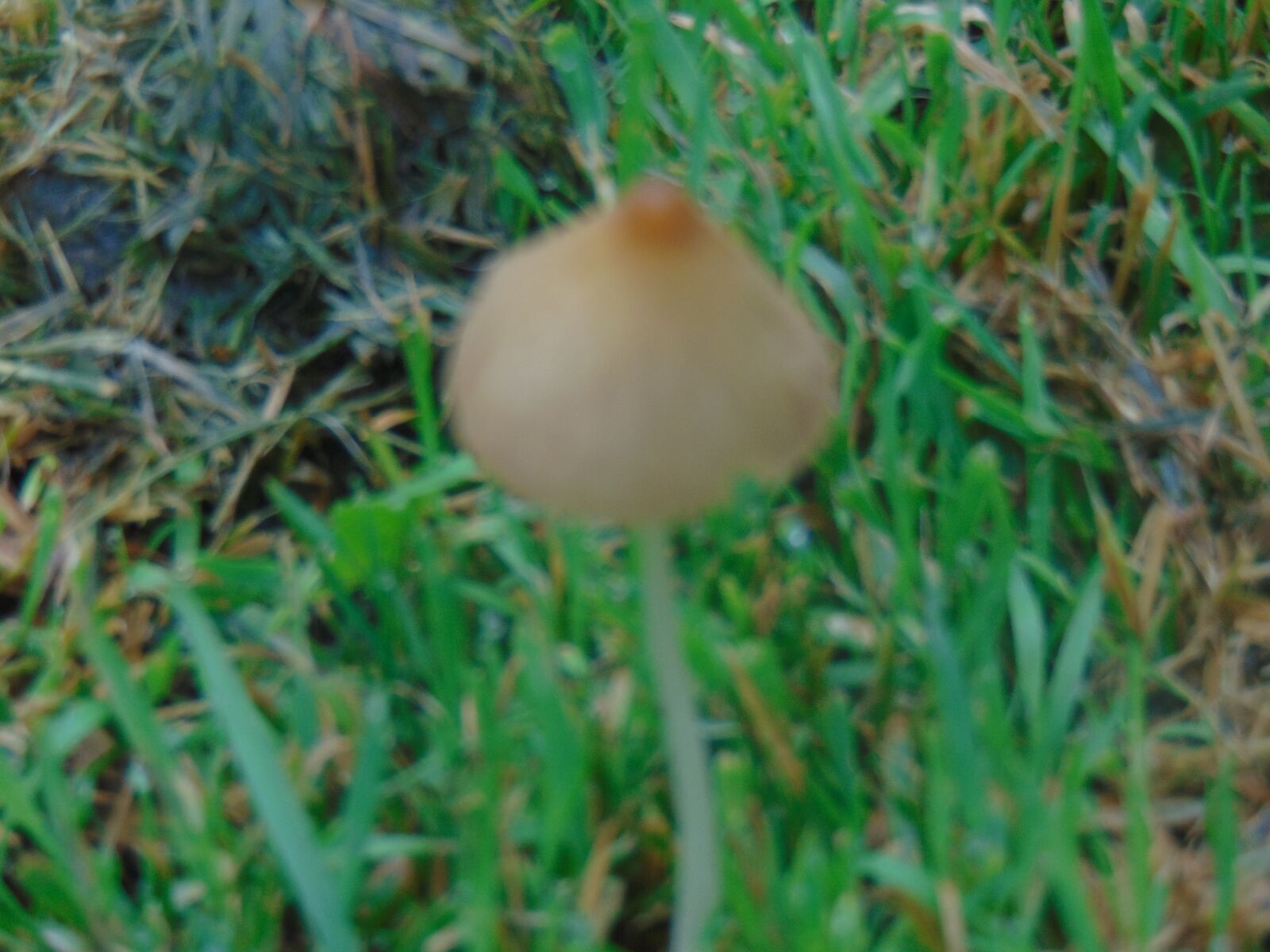 Sony Cyber-shot DSC-H300 sample photo. Mushroom, backyard, summer photography