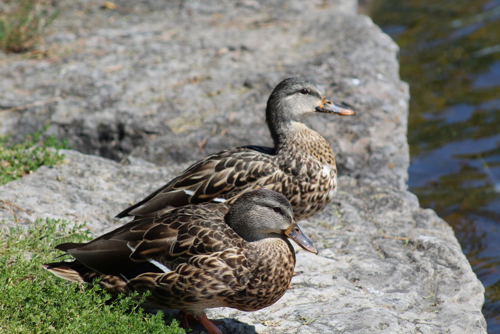 Canon EOS 1300D (EOS Rebel T6 / EOS Kiss X80) sample photo. Ducks, rock, rocks photography