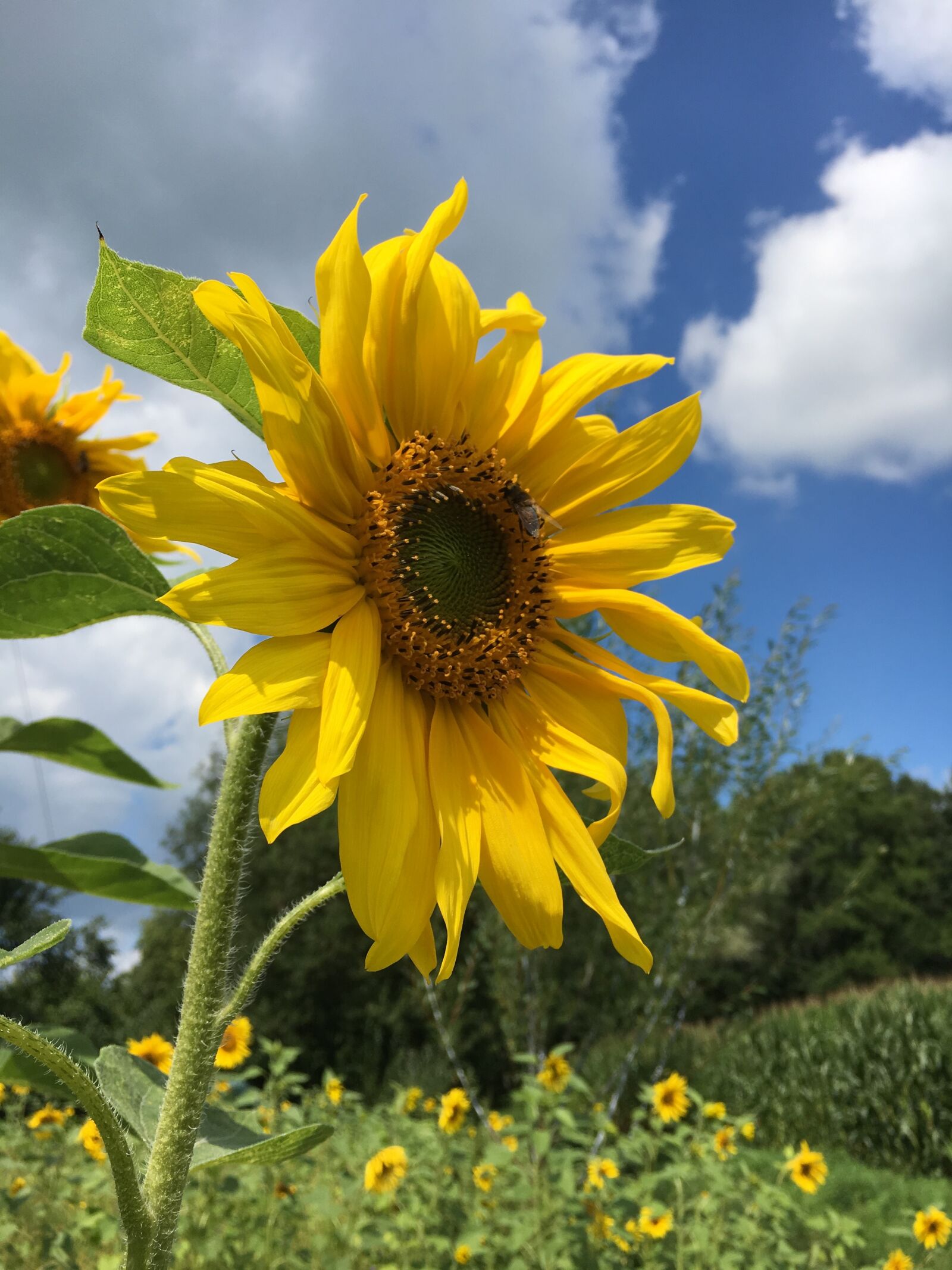 Apple iPhone 6s sample photo. Sunflower, summer, rear photography