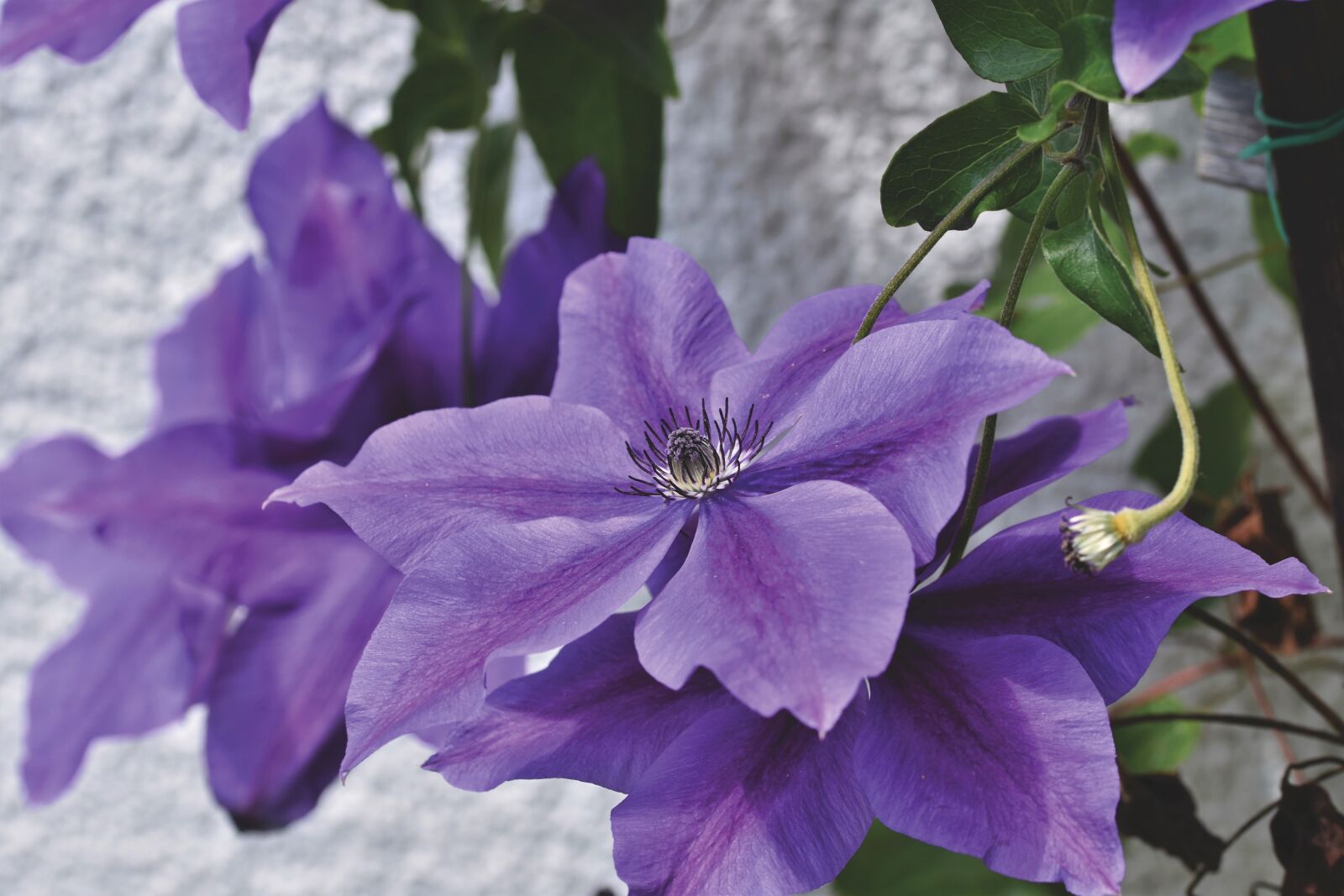 Nikon D7200 sample photo. Clematis, climber plant, blossom photography