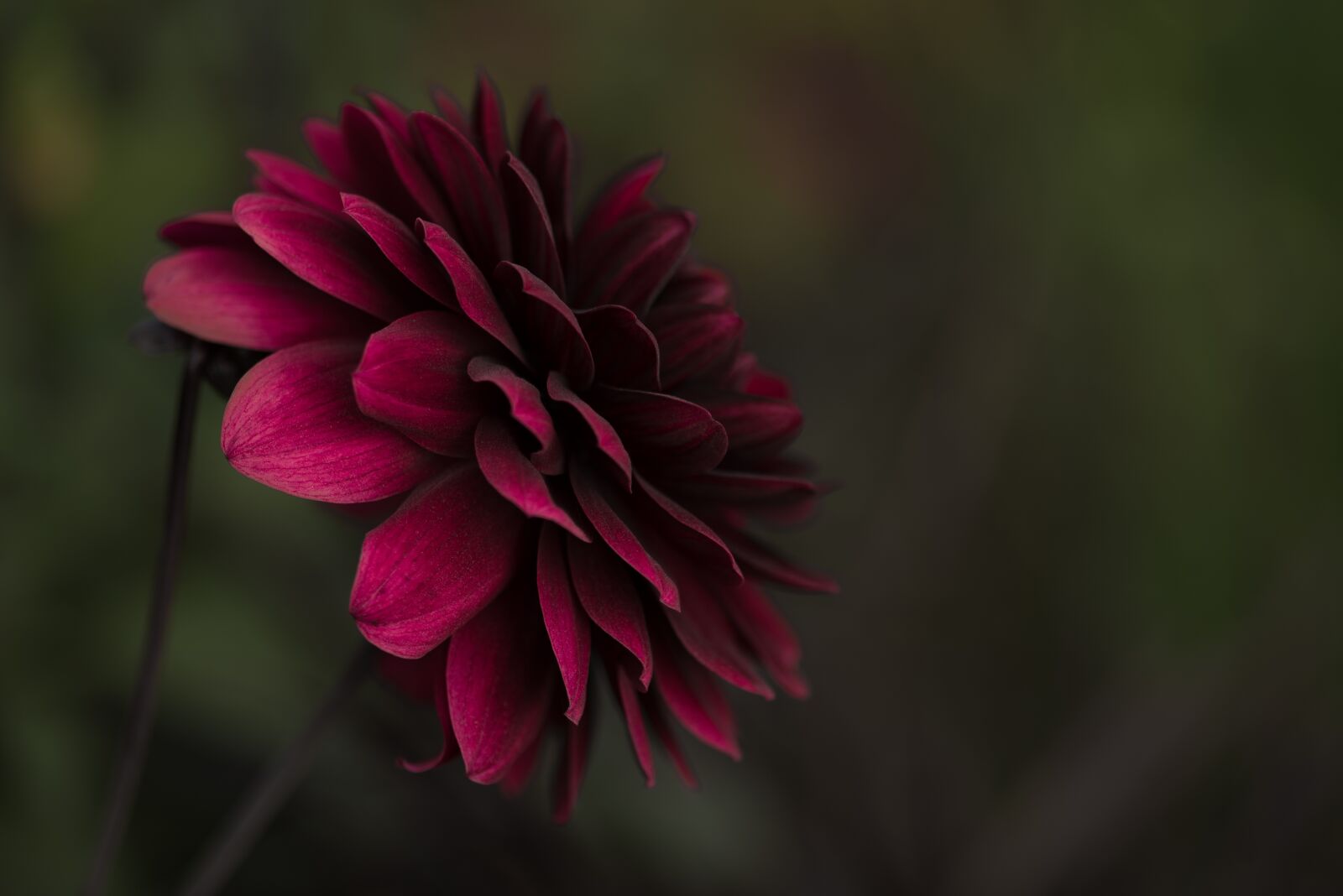 Nikon D750 sample photo. Beautiful, bloom, blooming photography