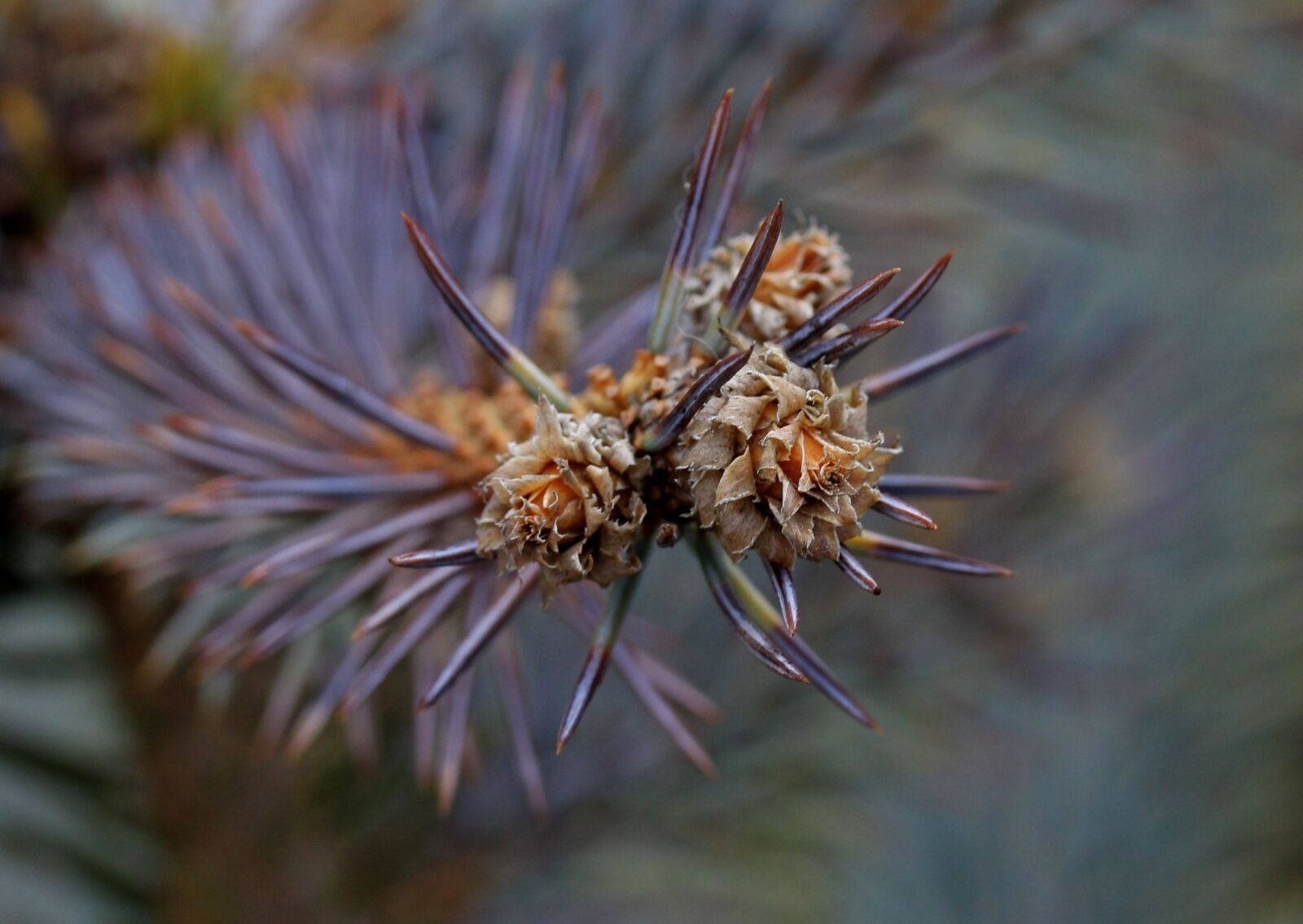 Canon EF-S 60mm F2.8 Macro USM sample photo. Brad, flower, inflorescence photography