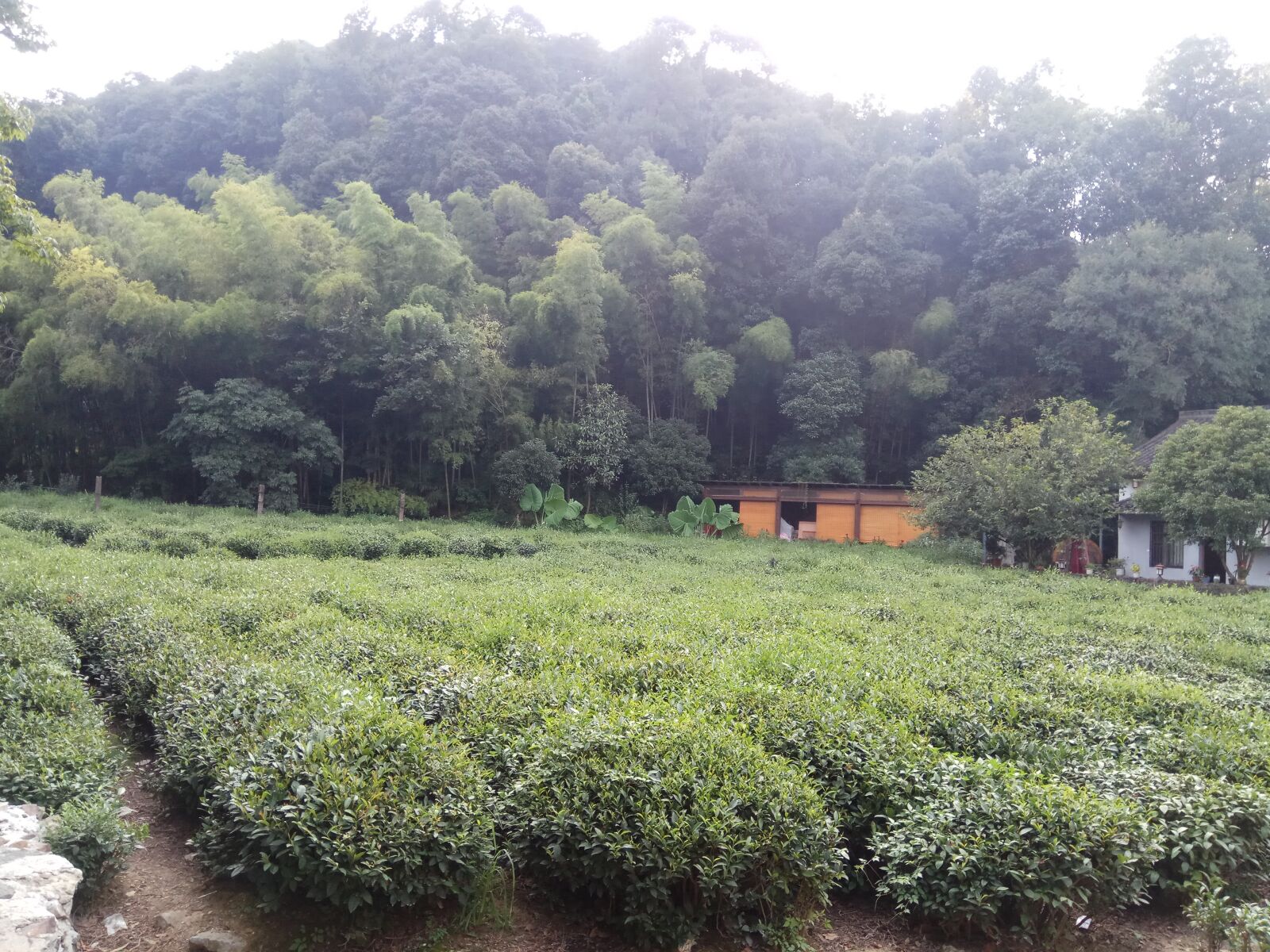 Xiaomi Redmi Note 4X sample photo. Tea plantation, xihu, hangzhou photography