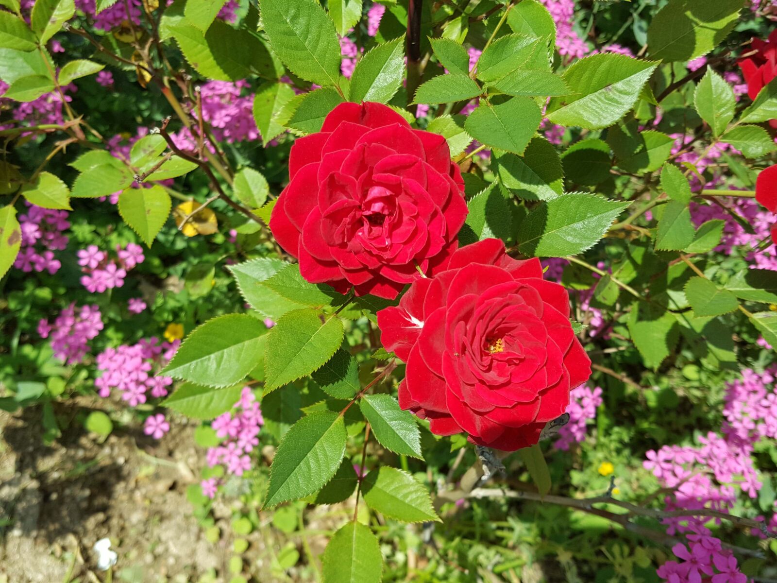 Samsung Galaxy Note5 sample photo. Rose, garden, beautiful photography