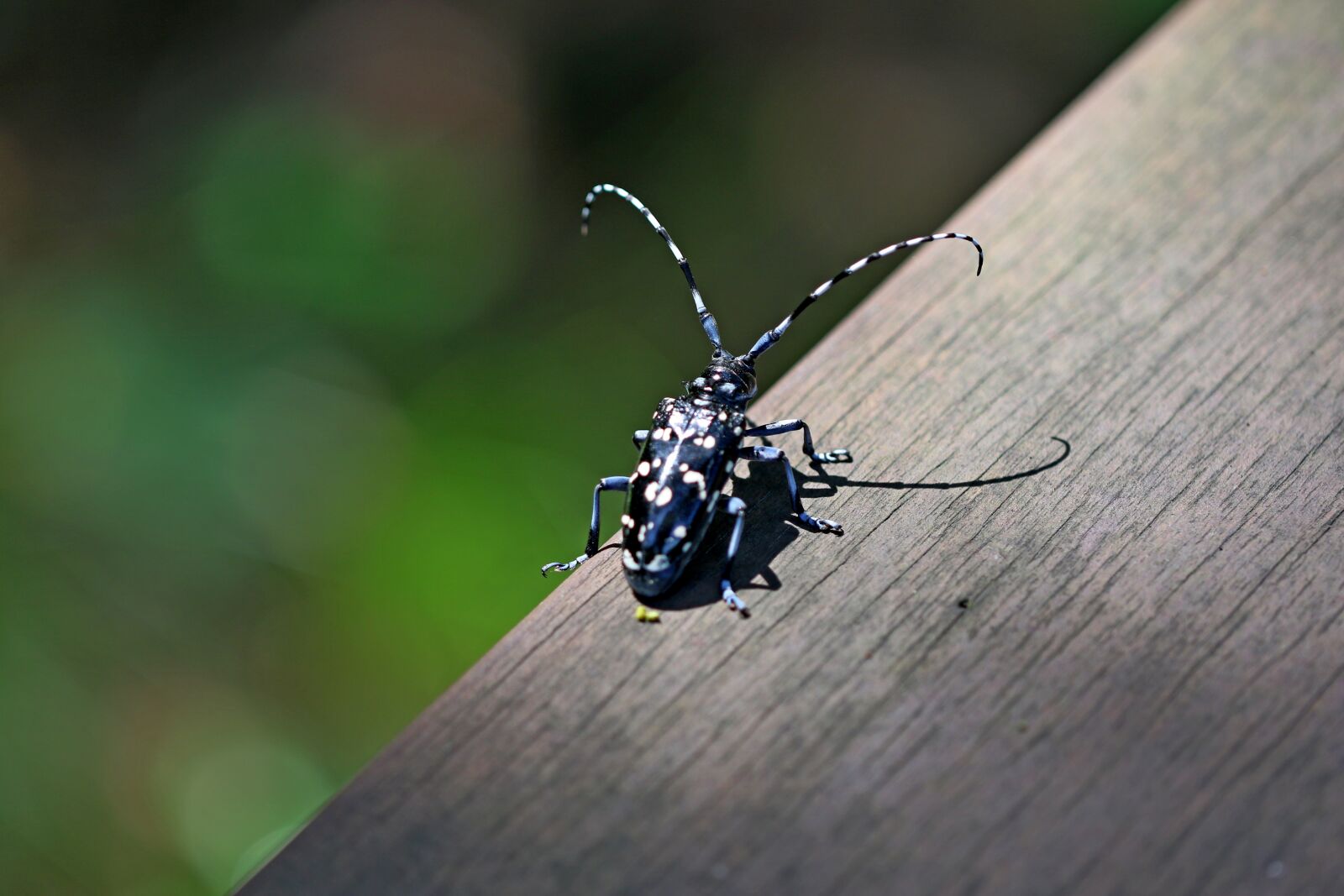 Canon EOS 7D Mark II sample photo. Nature, insects, park photography
